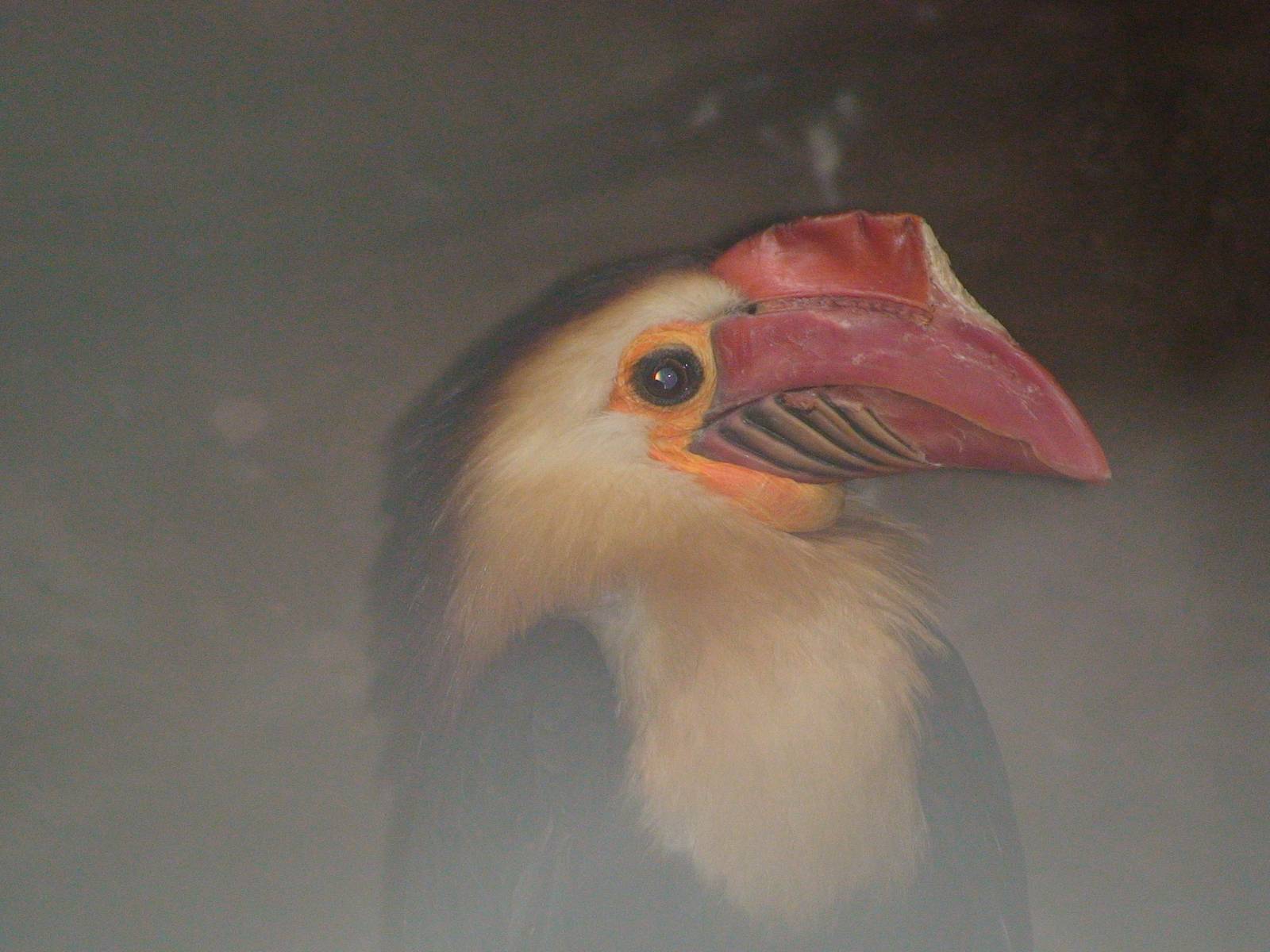 Writhed hornbill
