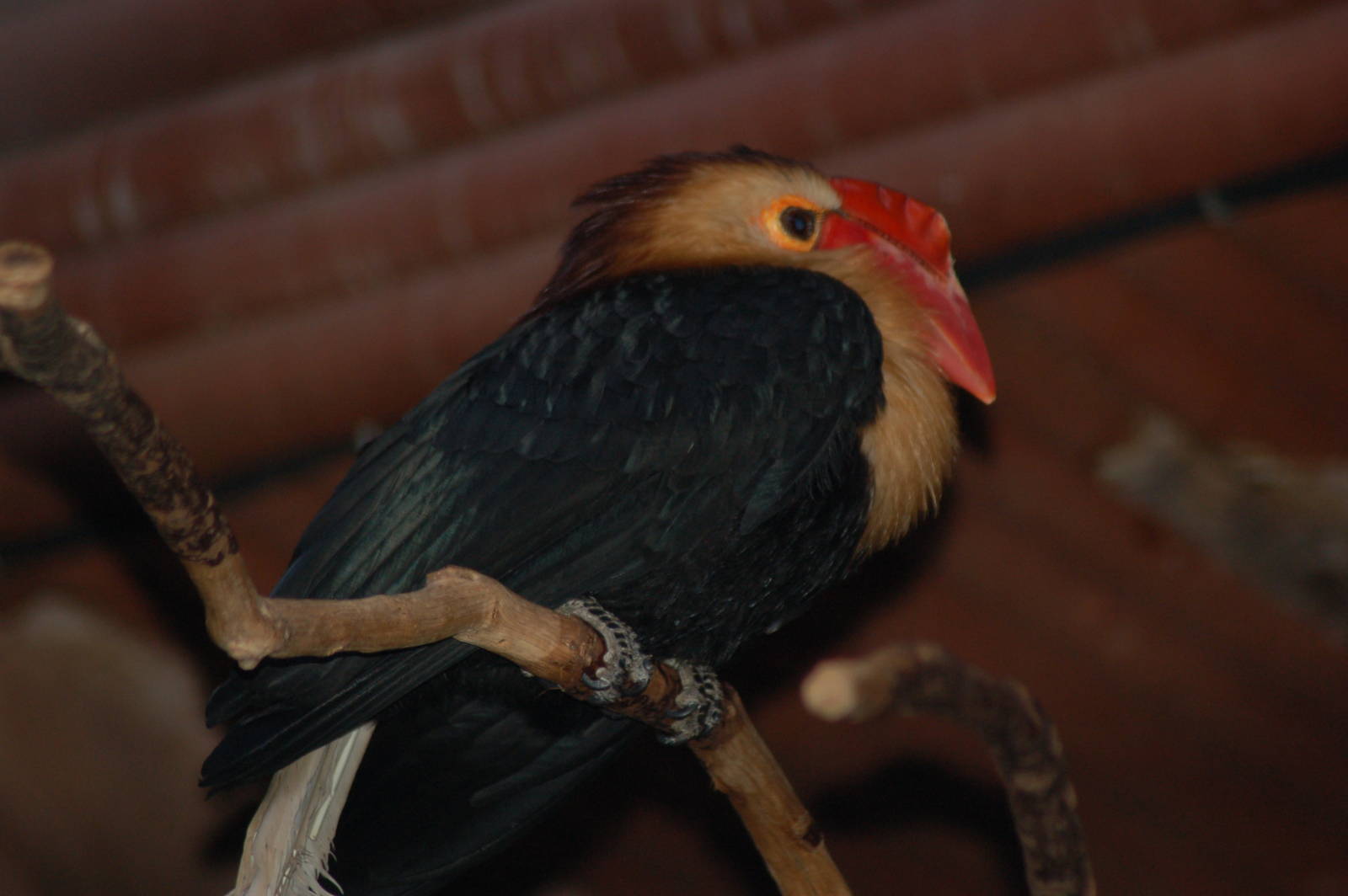 Writhed hornbill