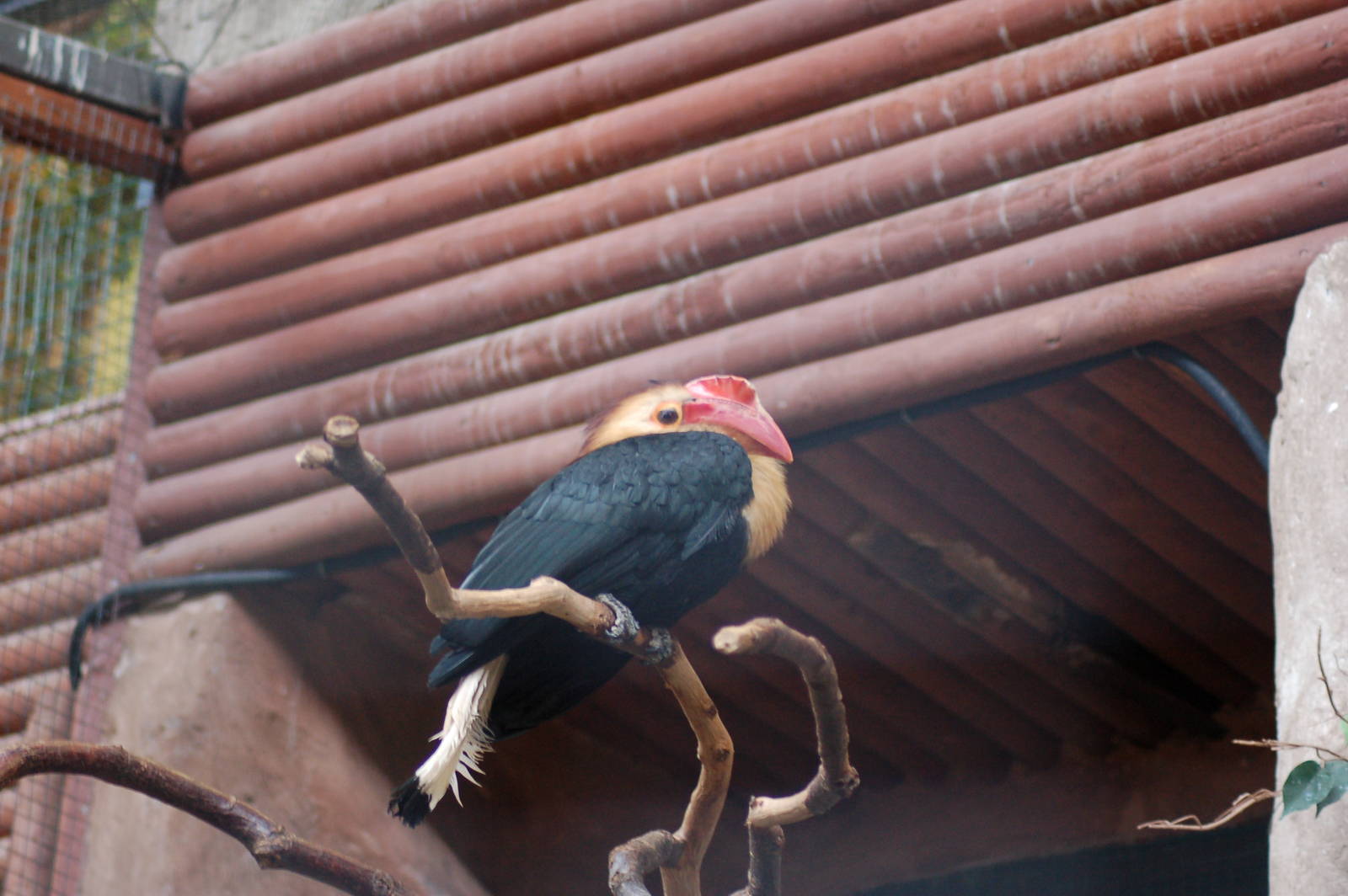 Writhed hornbill