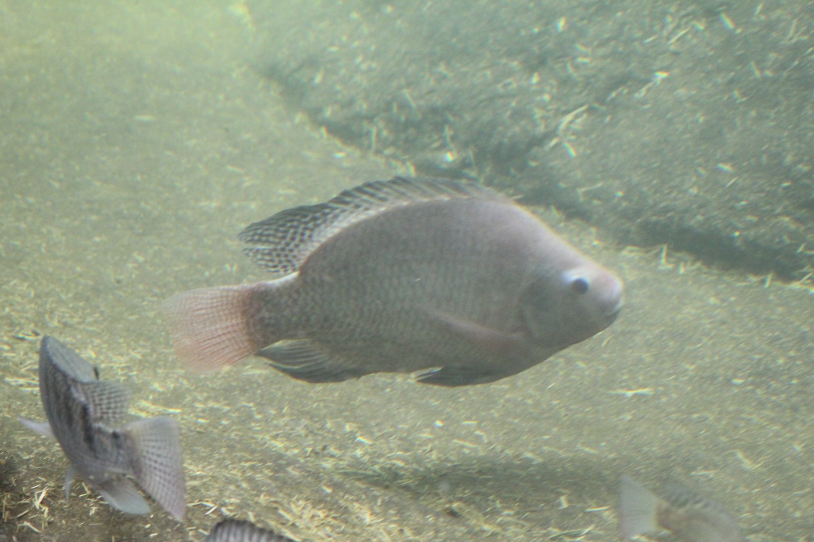 Wroclaw- Cichlid ID?