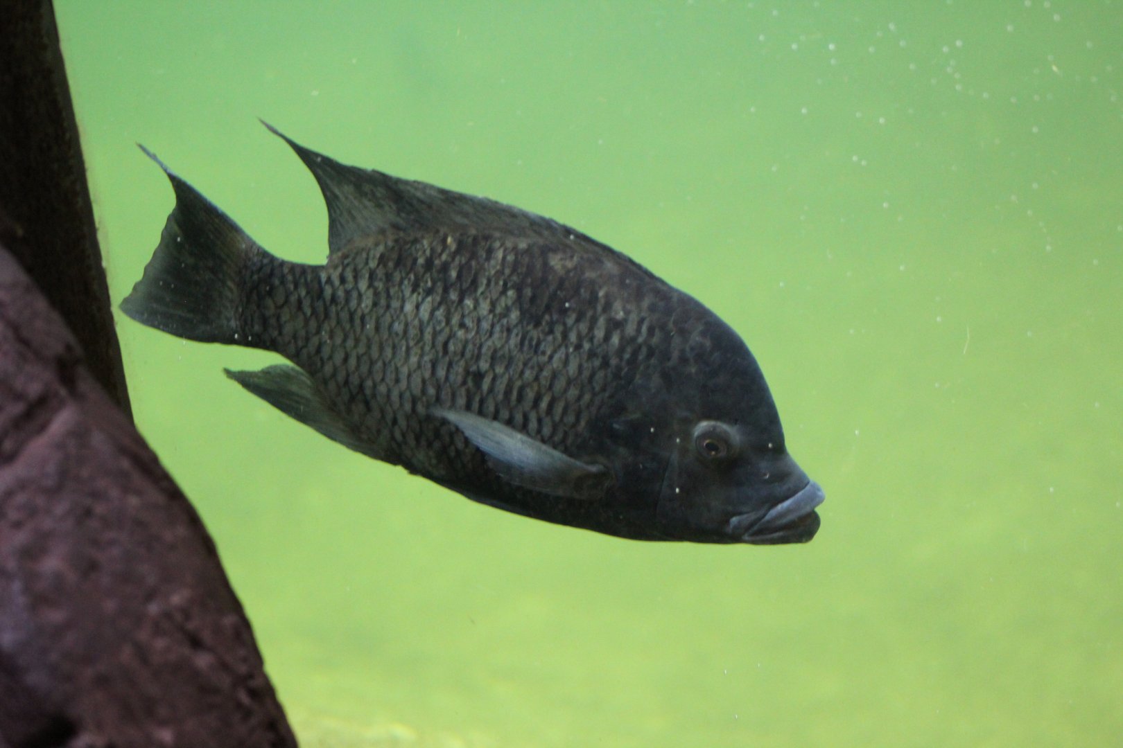 Wroclaw- Cichlid ID?