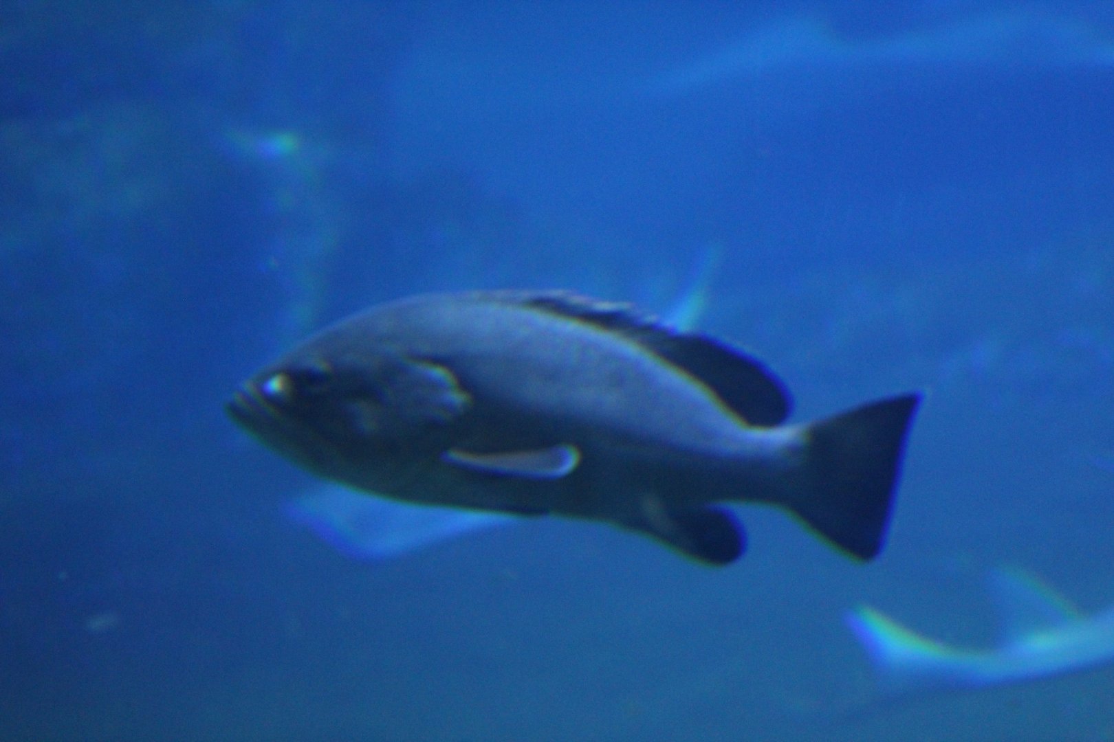 Wroclaw- Grouper ID?