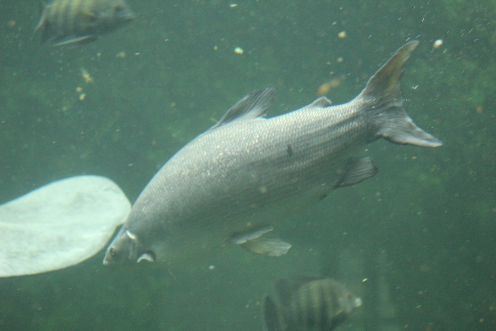 Wroclaw- Labeo longipinnis?