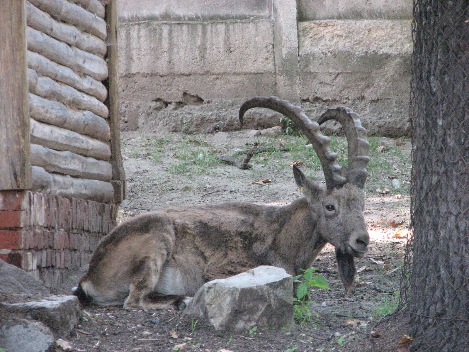 Wroclaw Zoo 2008 - A fine Siberian Ibex buck