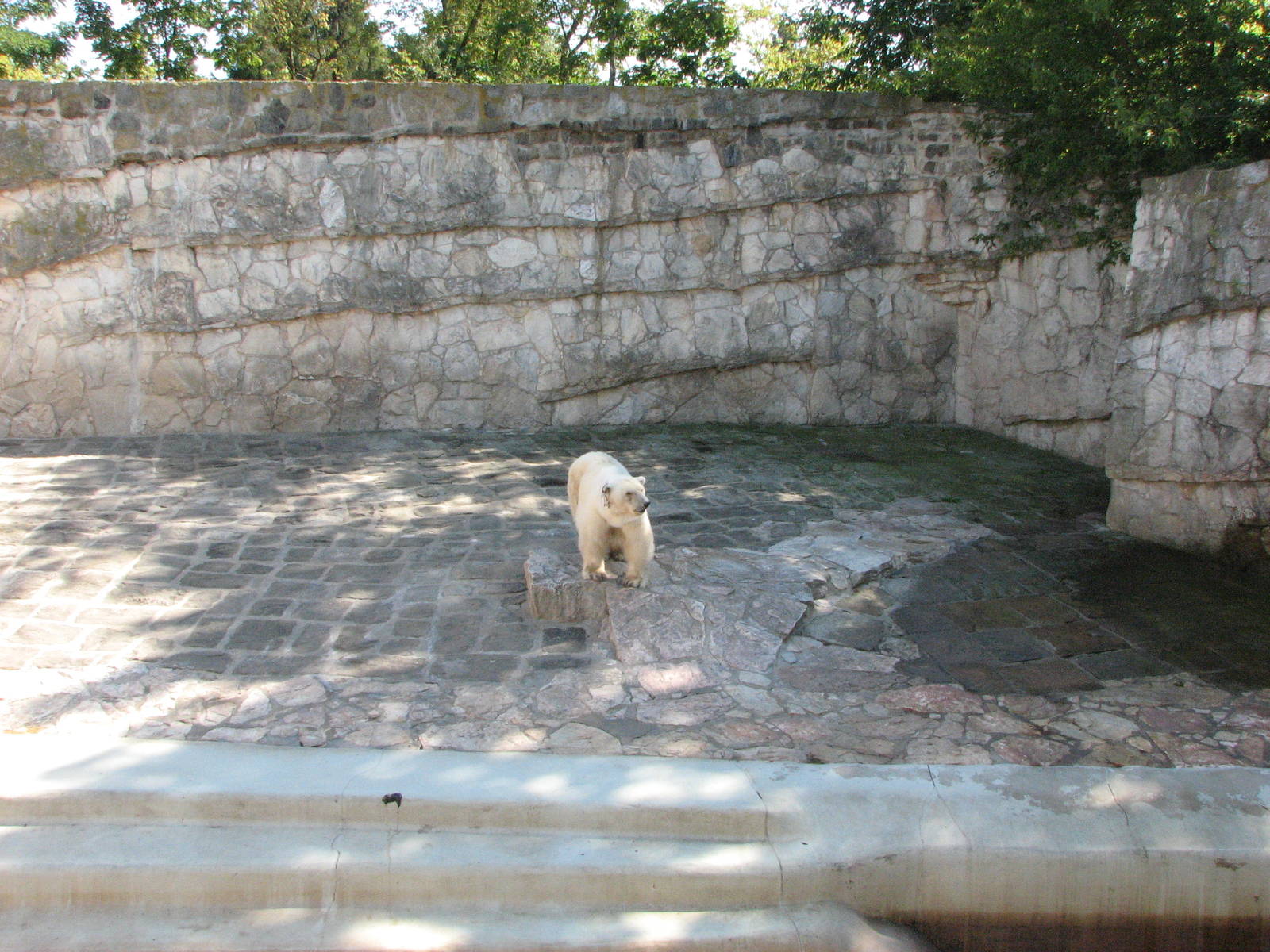 Wroclaw Zoo 2008 - A sad Polar Bear exhibit