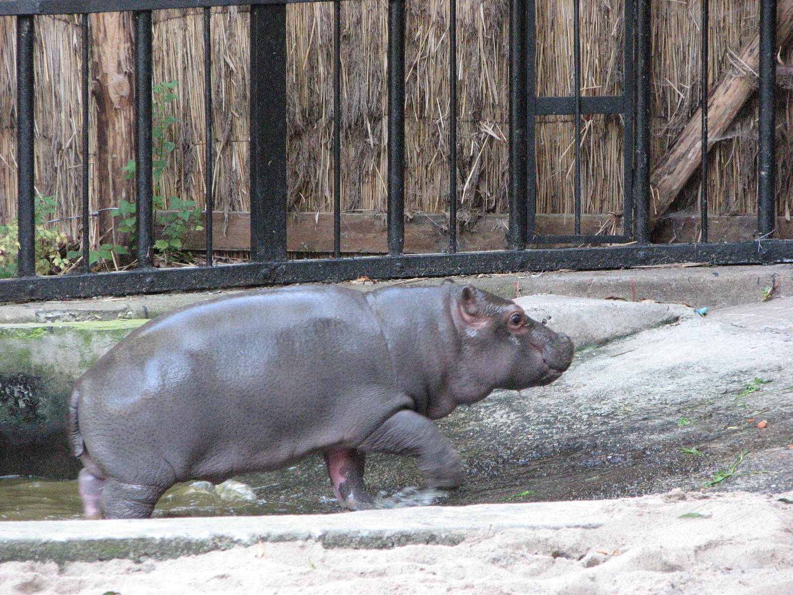 Wroclaw Zoo 2008 - And a little bundle of joy follows its mother in for the
