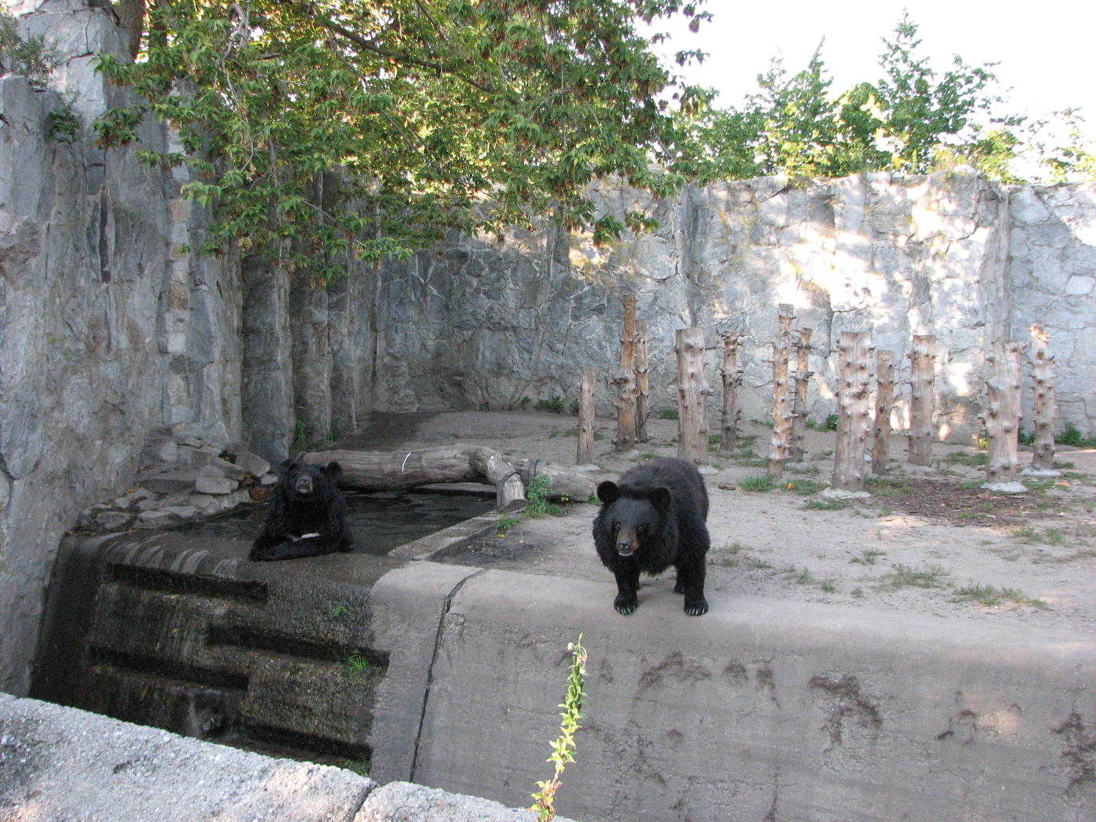 Wroclaw Zoo 2008 - Asiatic Black Bear exhibit