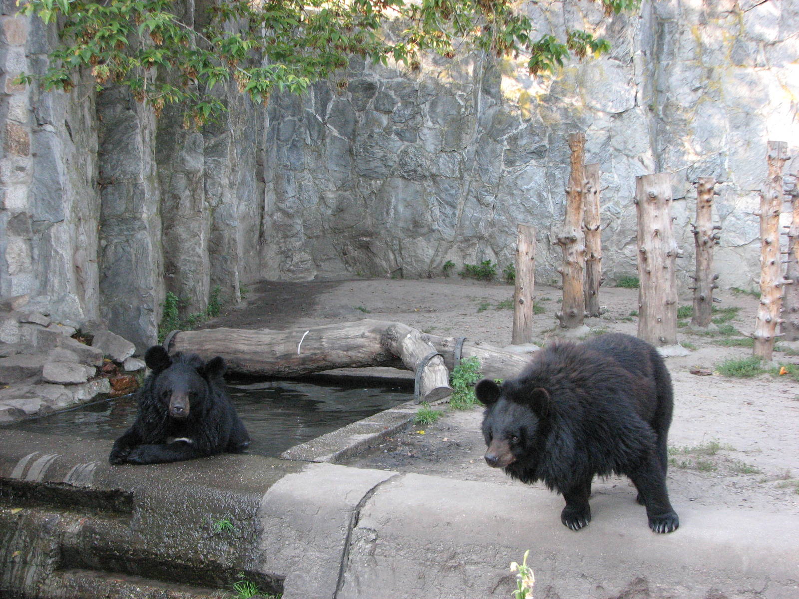 Wroclaw Zoo 2008 - Asiatic Black Bear exhibit