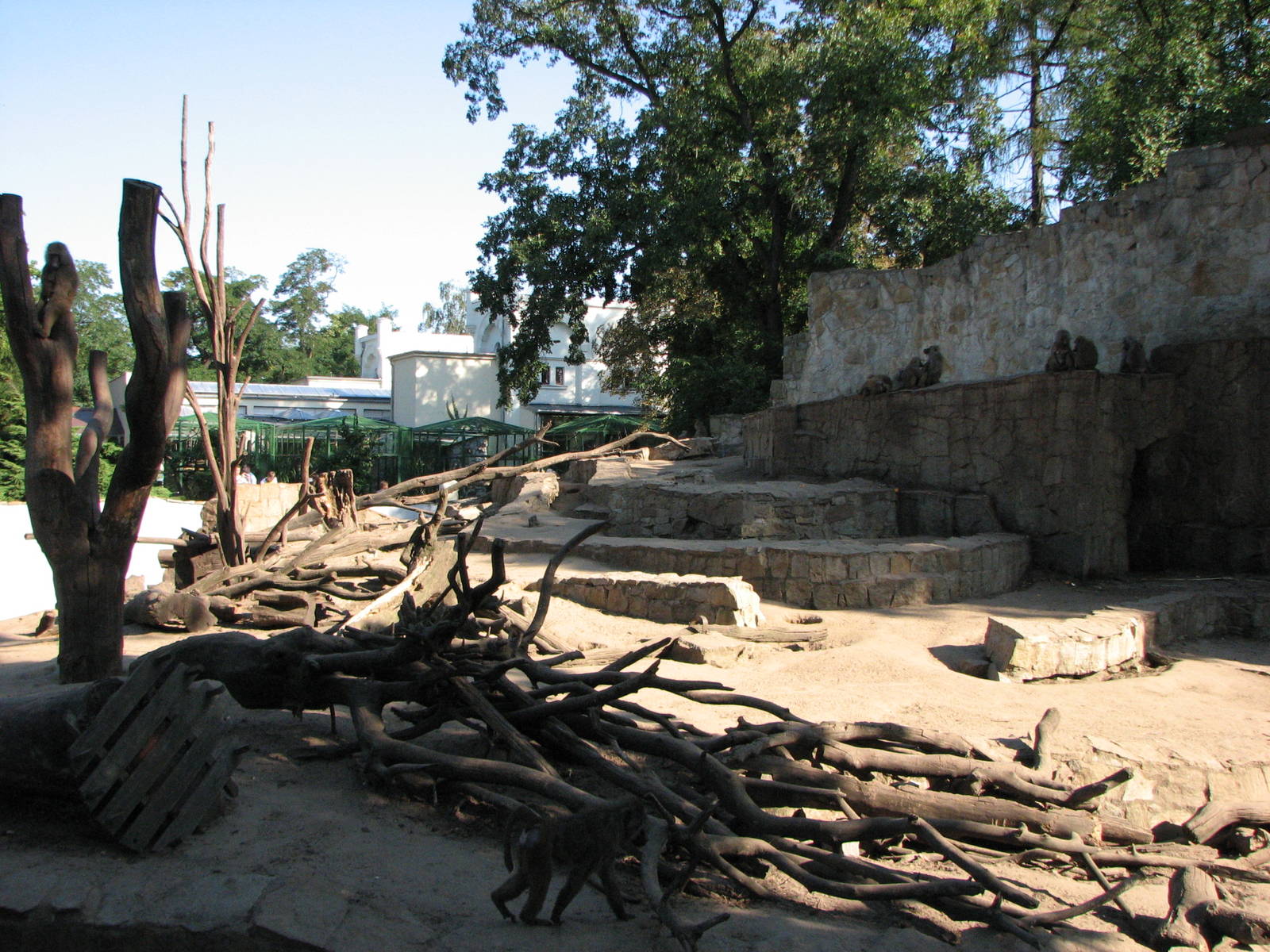Wroclaw Zoo 2008 - Baboon Rock