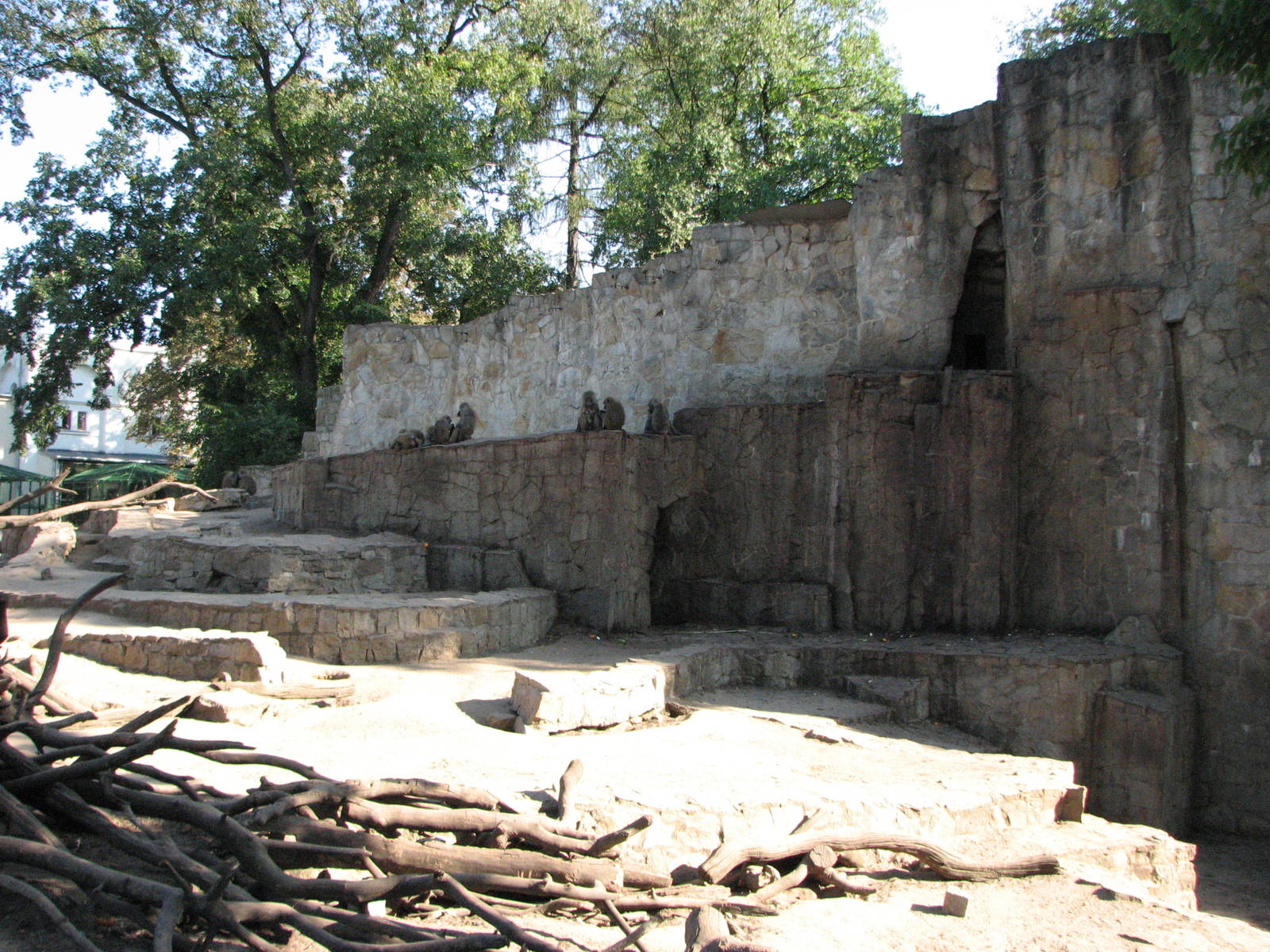 Wroclaw Zoo 2008 - Baboon Rock