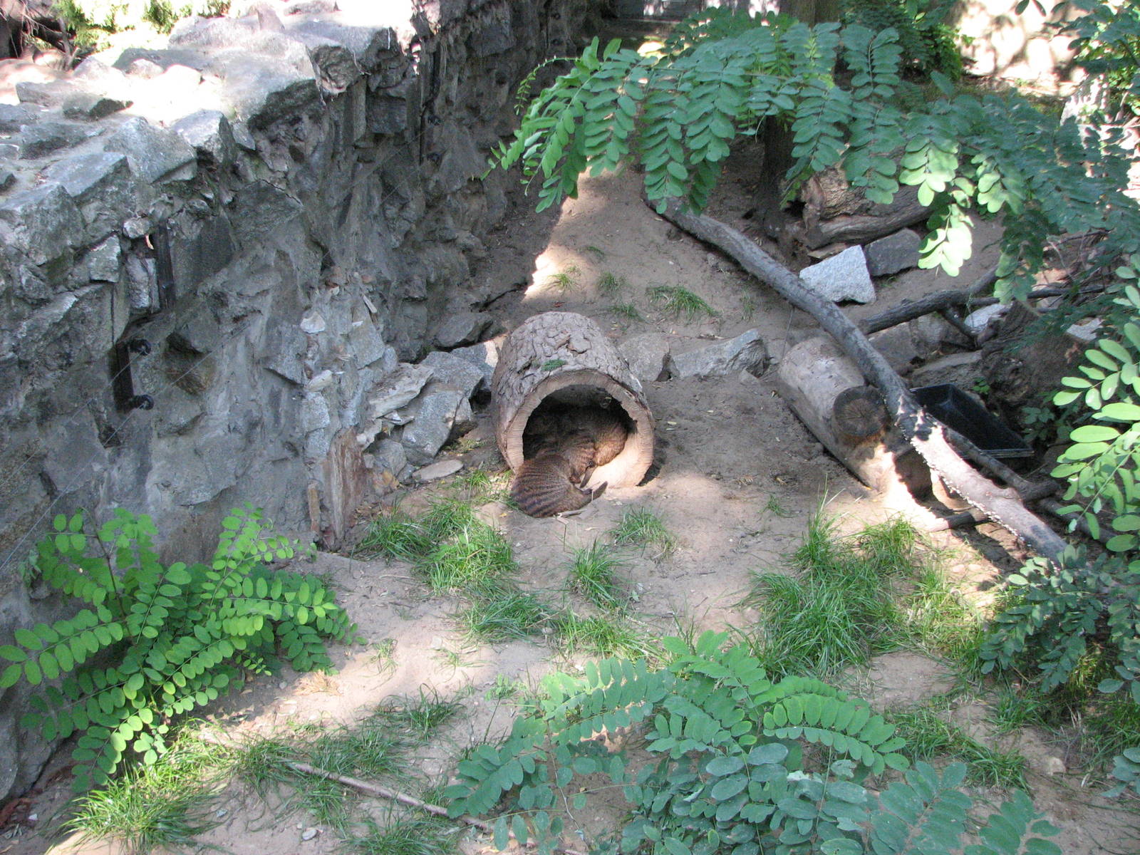 Wroclaw Zoo 2008 - Banded Mongoose in an exhibit outside the Crocodile Hous