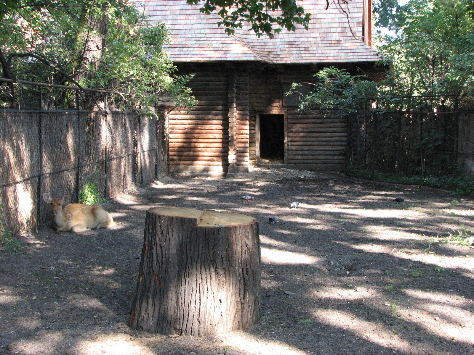 Wroclaw Zoo 2008 - Barasingha enclosure