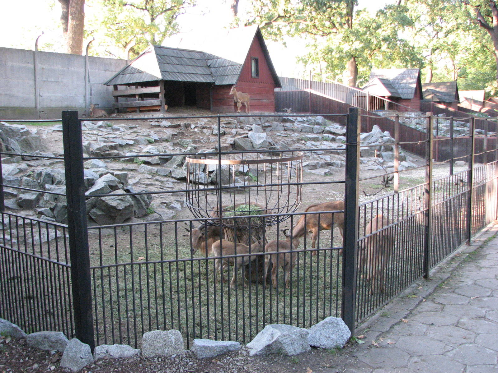 Wroclaw Zoo 2008 - Barbary Sheep exhibit