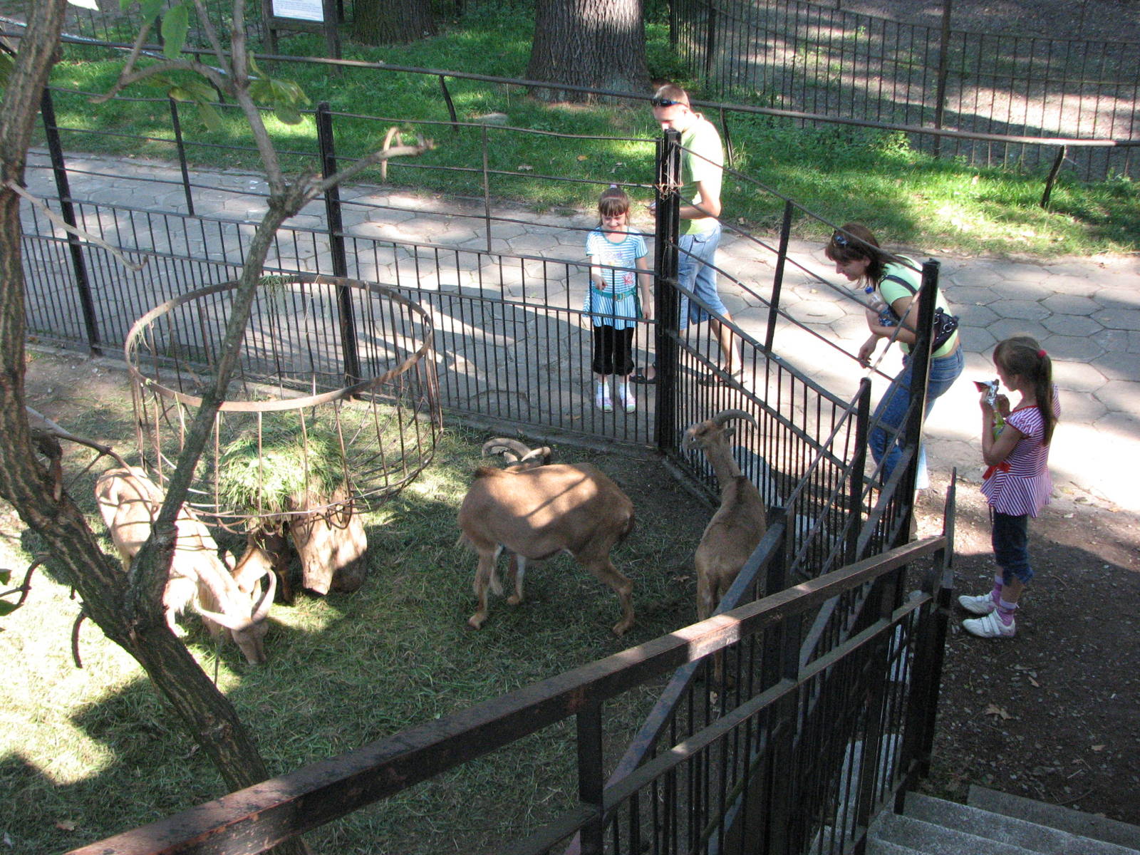 Wroclaw Zoo 2008 - Barbary Sheep next to the old Bear Castle