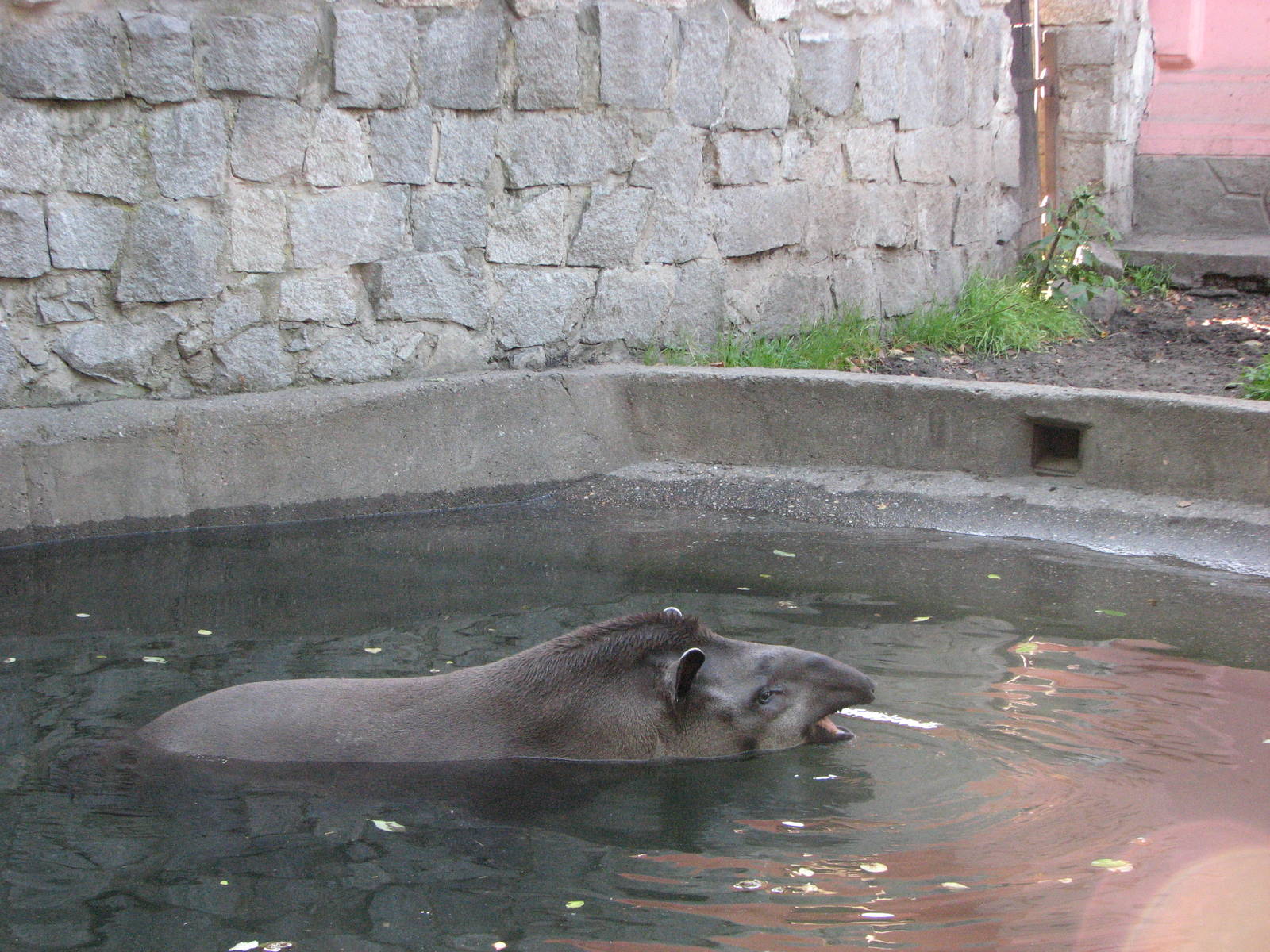 Wroclaw Zoo 2008 - Brazilian Tapir cooling itself
