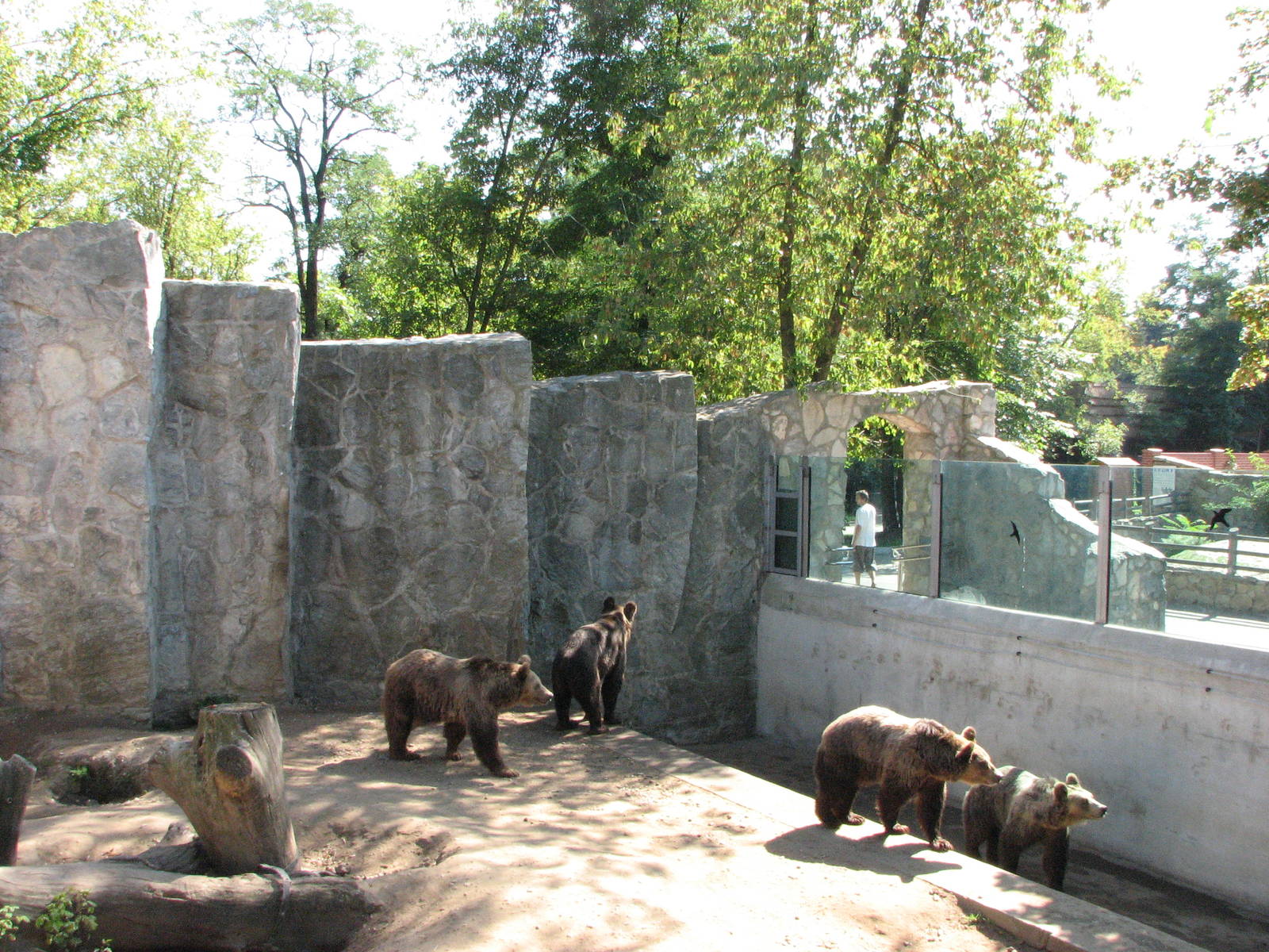 Wroclaw Zoo 2008 - Brown Bear exhibit