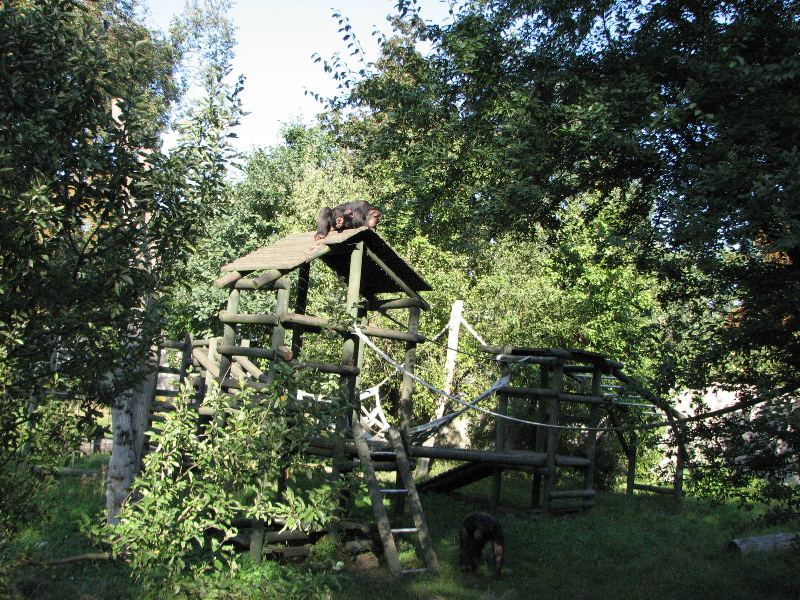 Wroclaw Zoo 2008 - Chimpanzee exhibit