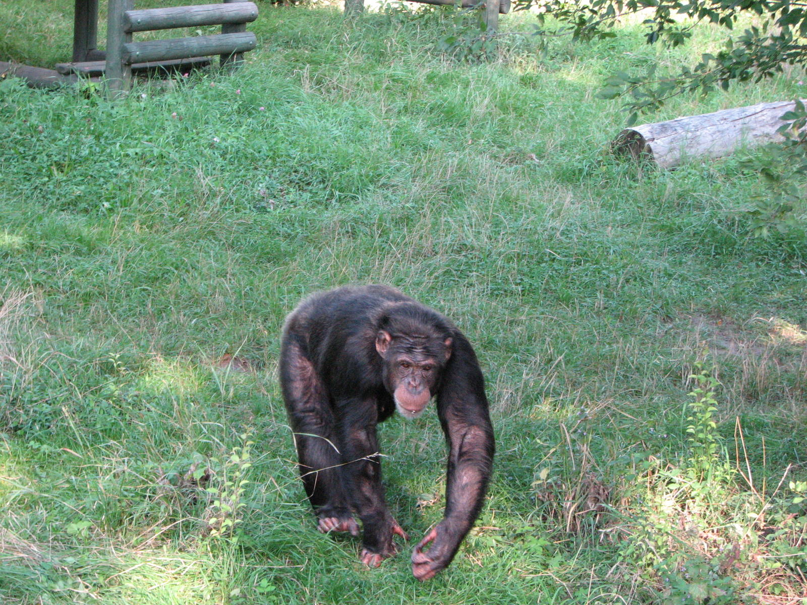 Wroclaw Zoo 2008 - Chimpanzee
