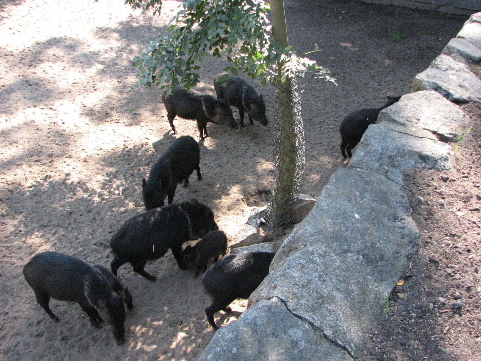 Wroclaw Zoo 2008 - Collared Peccary