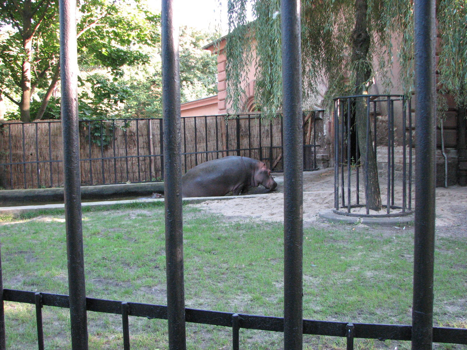 Wroclaw Zoo 2008 - Common Hippopotamus comes out of the water