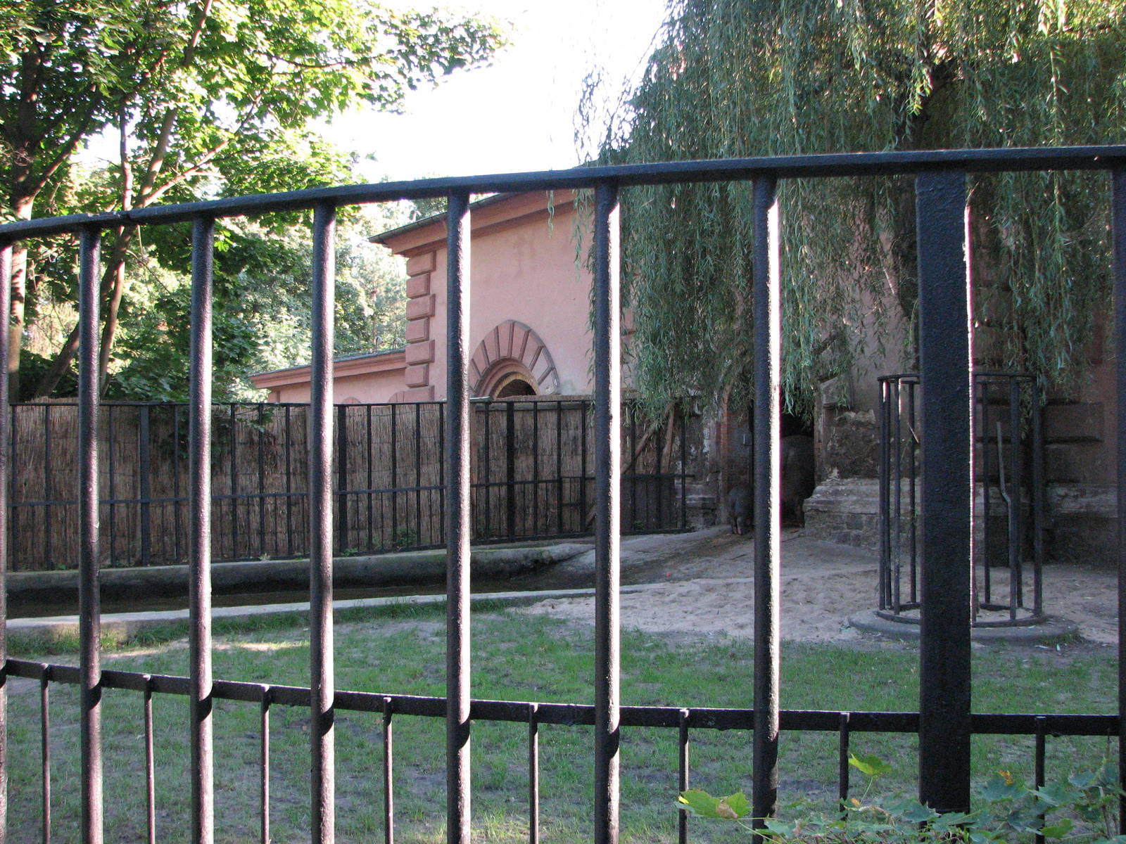 Wroclaw Zoo 2008 - Common Hippopotamus exhibit