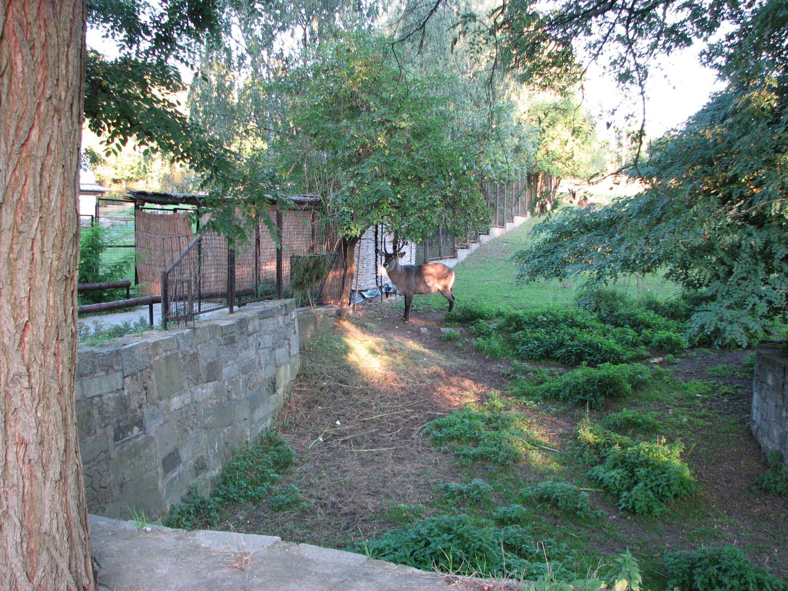 Wroclaw Zoo 2008 - Defassa Waterbuck exhibit