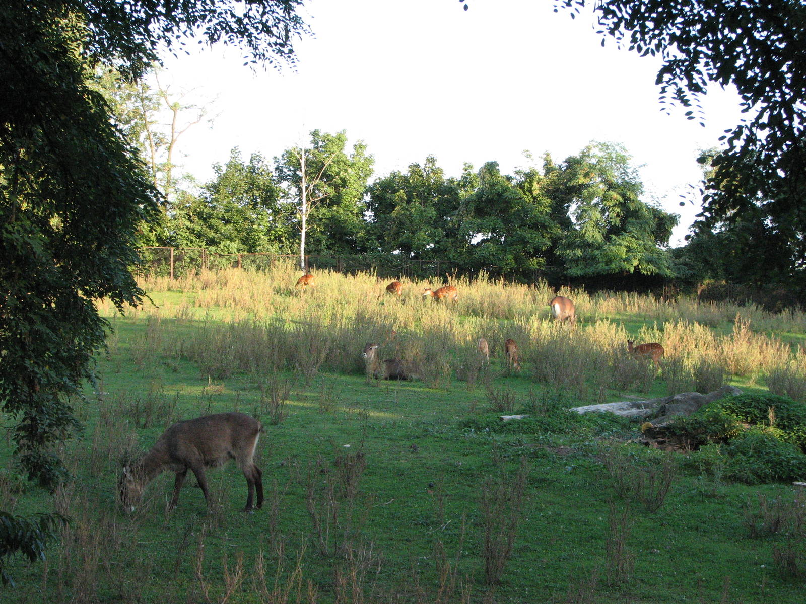 Wroclaw Zoo 2008 - Defassa Waterbuck exhibit