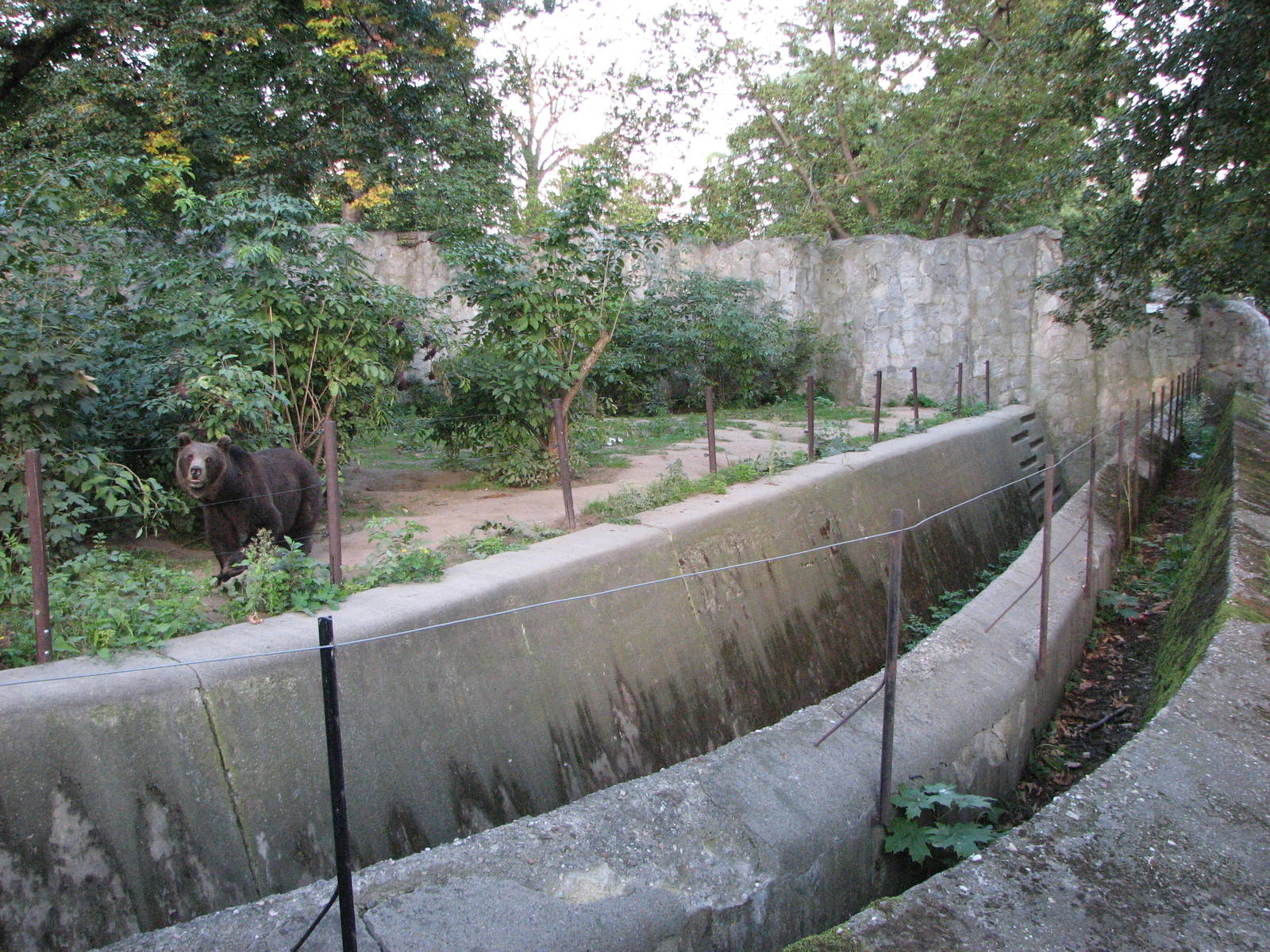 Wroclaw Zoo 2008 - Different Brown Bear exhibit