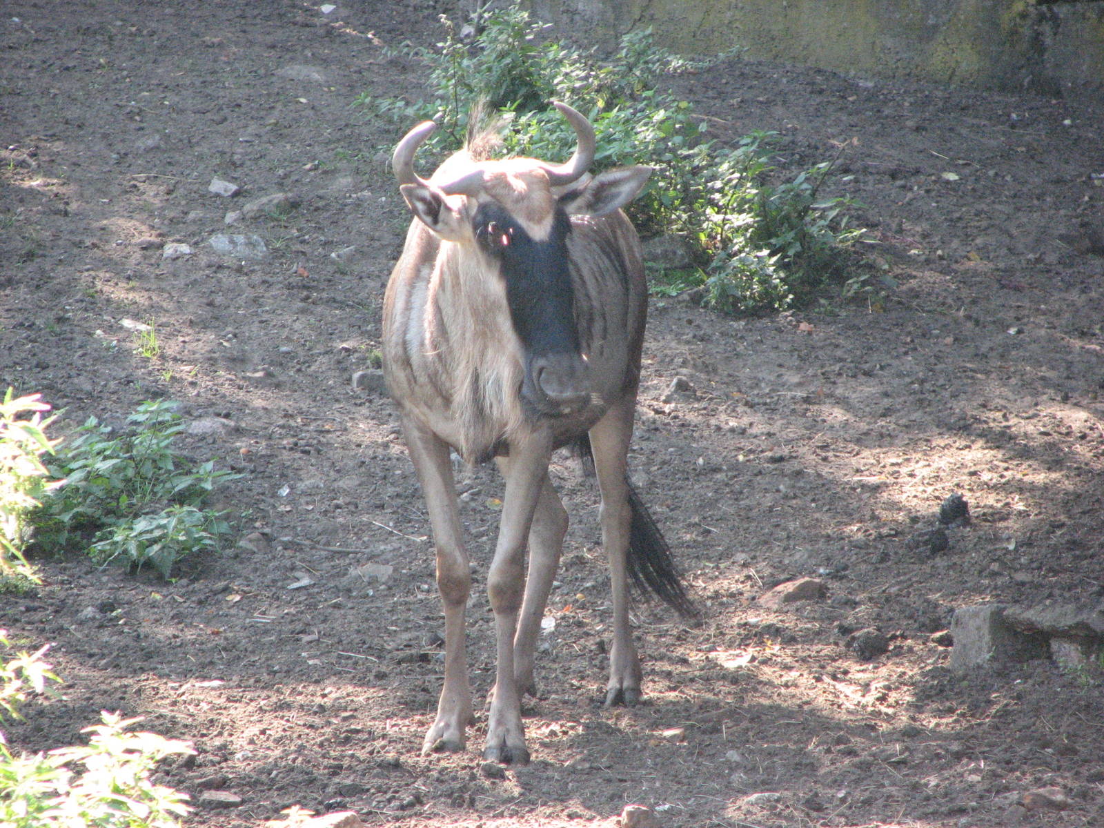Wroclaw Zoo 2008 - Eastern White-bearded Wildebeest