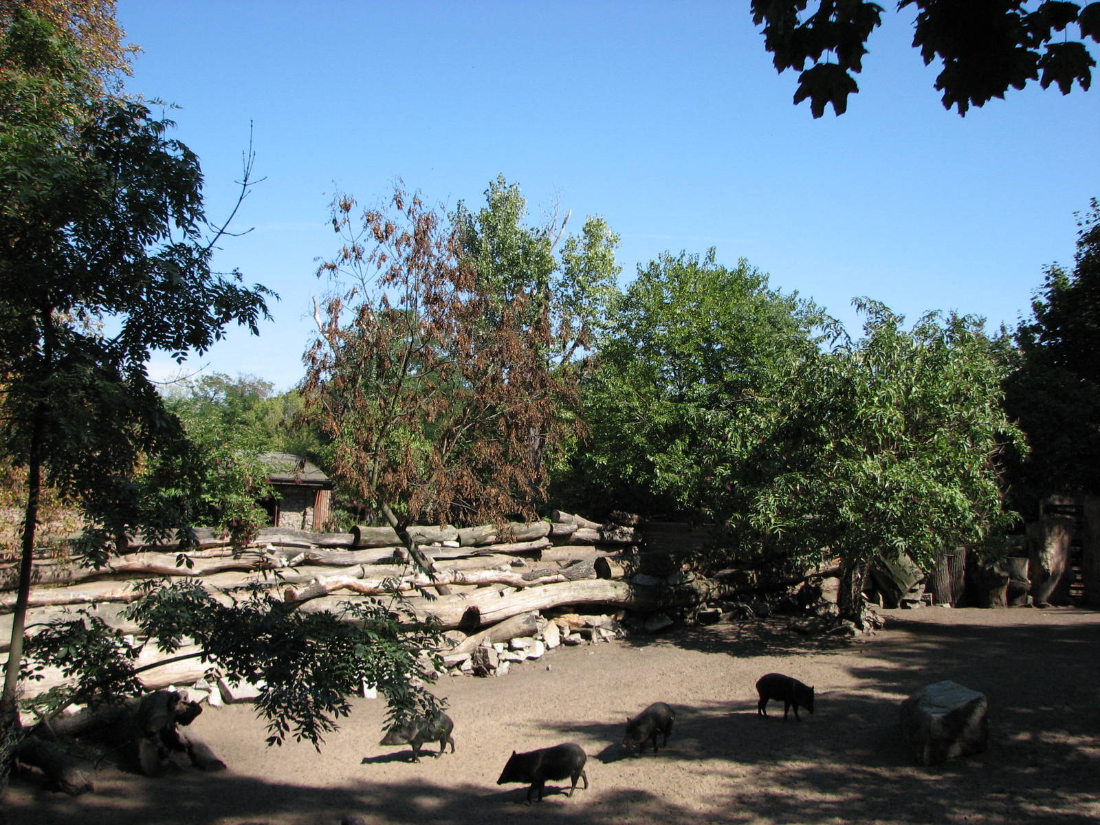 Wroclaw Zoo 2008 - Exhibit for Collared Peccary