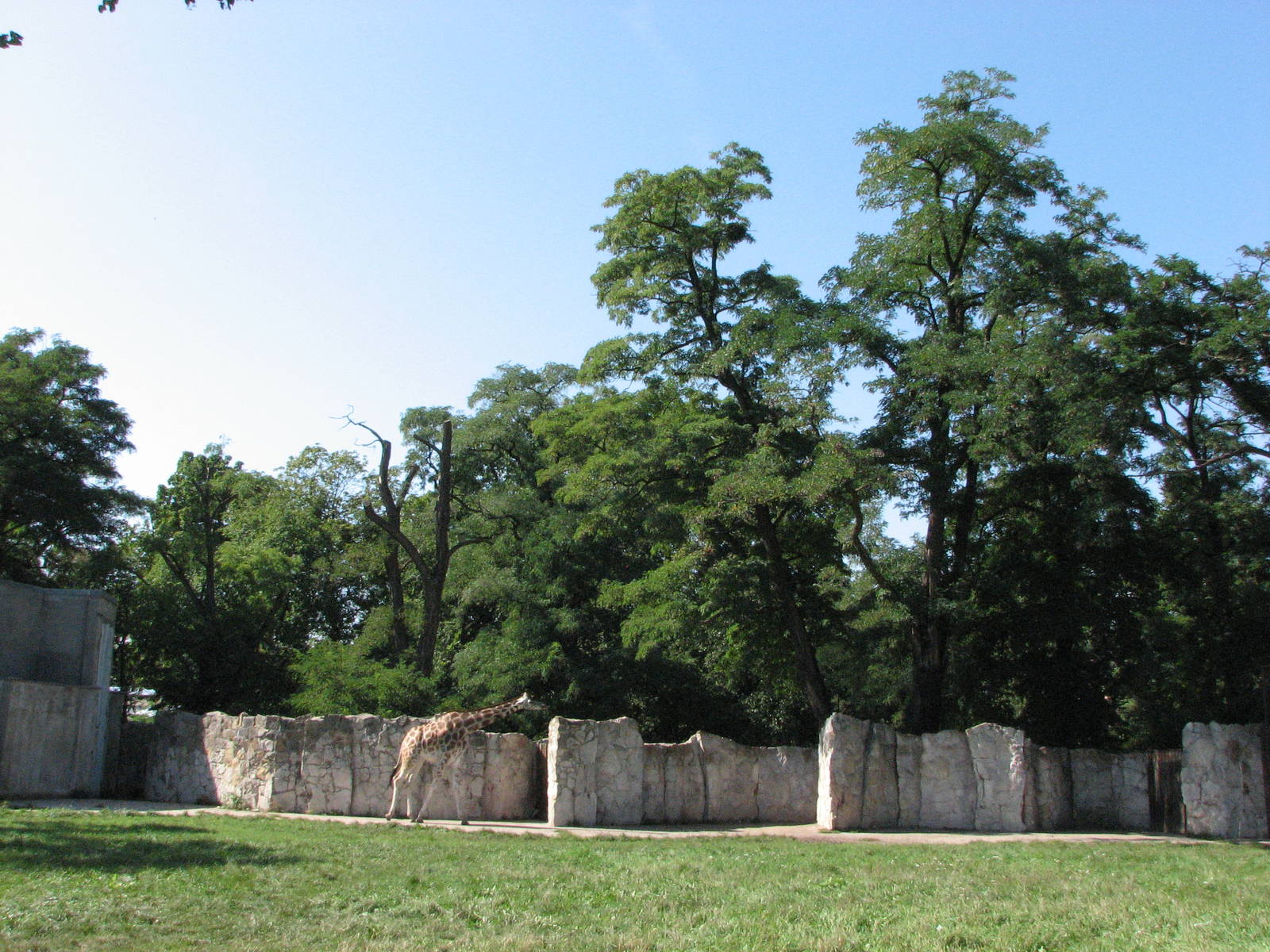 Wroclaw Zoo 2008 - Giraffe exhibit