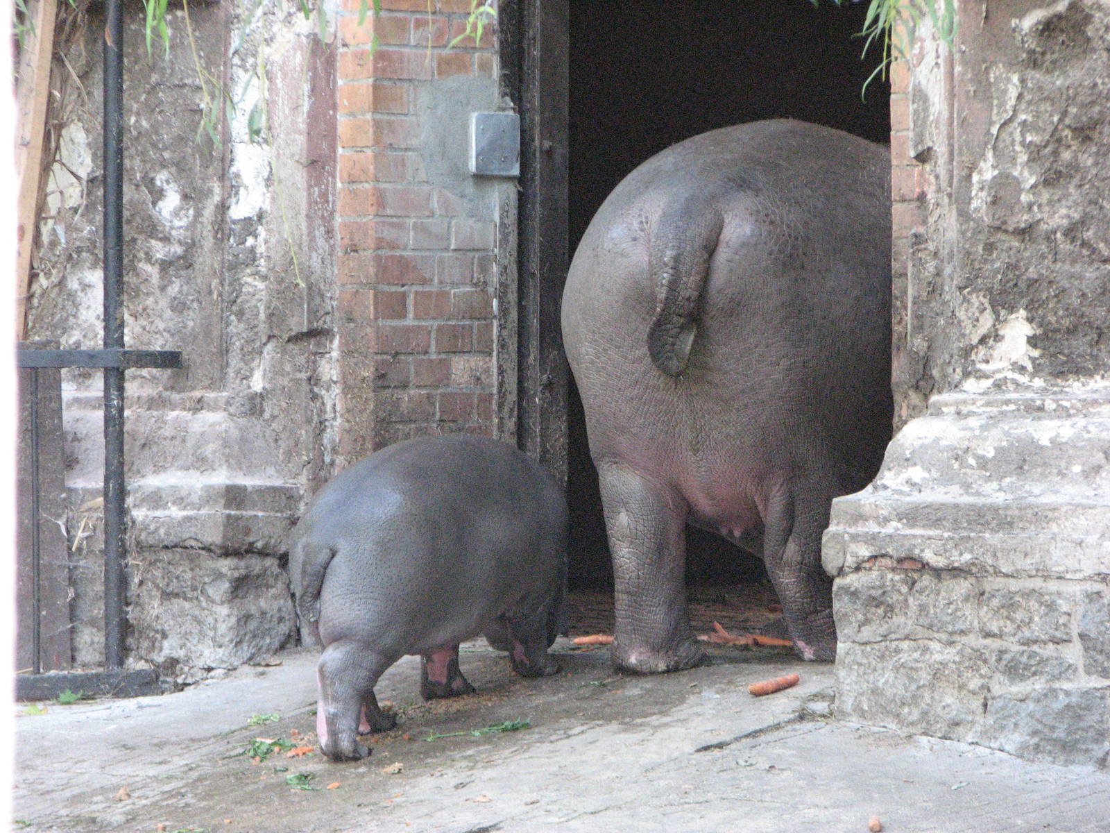 Wroclaw Zoo 2008 - Hippopotamus mother and calf go in for the night
