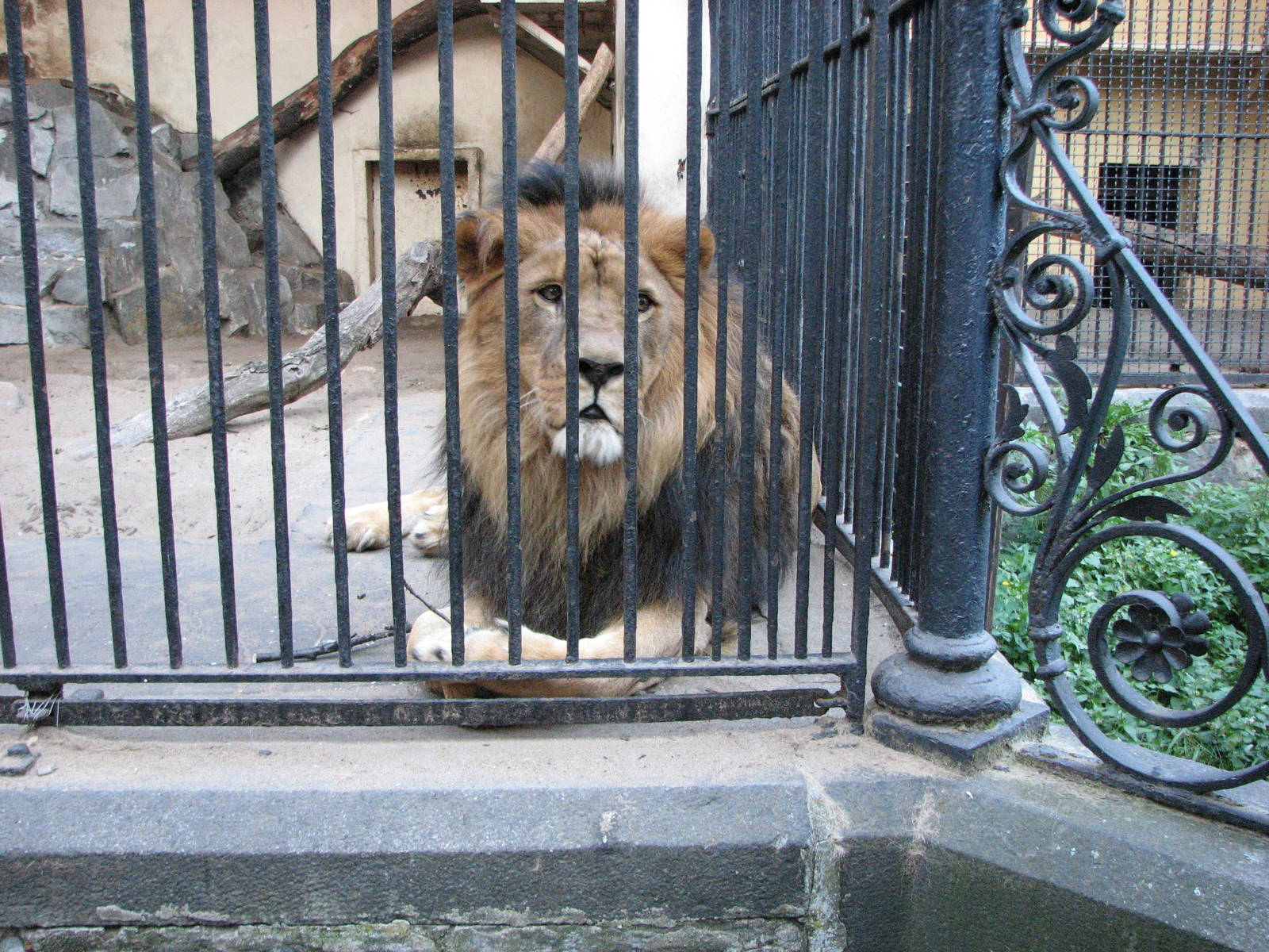 Wroclaw Zoo 2008 - Majestic look of the King of Beasts even if behind bars