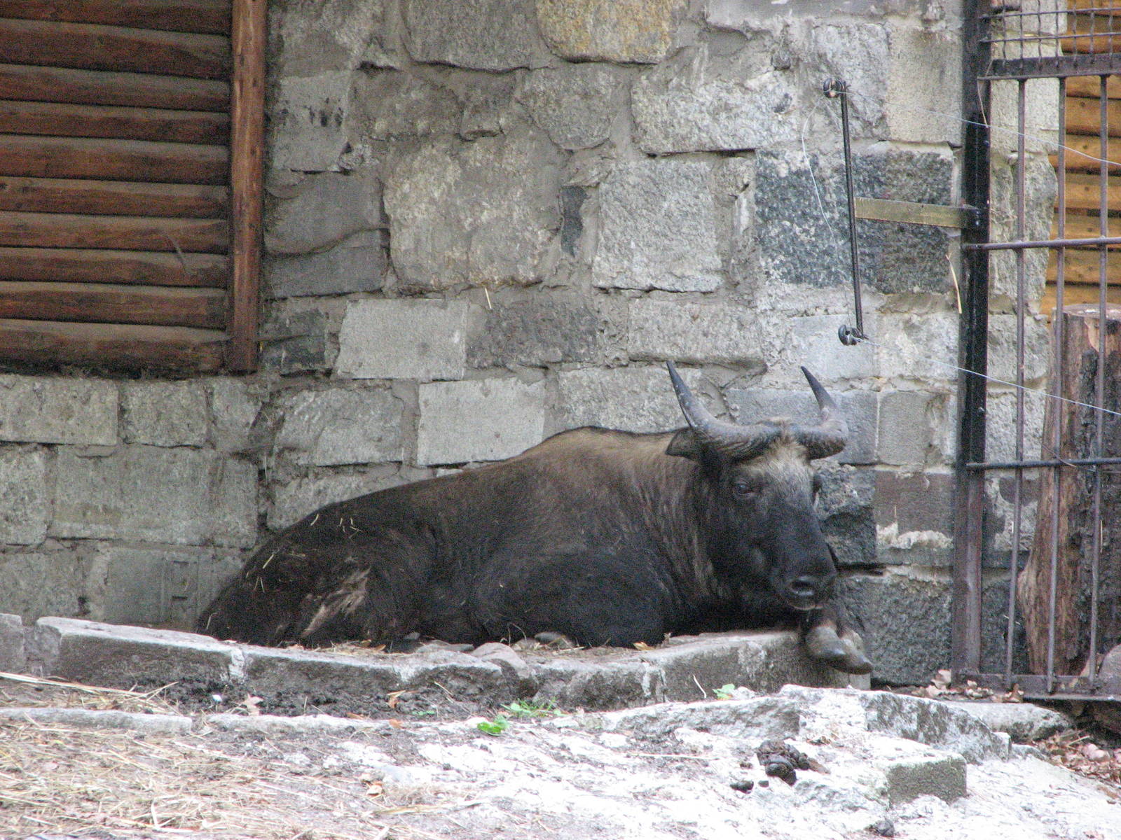 Wroclaw Zoo 2008 - Mishmi Takin