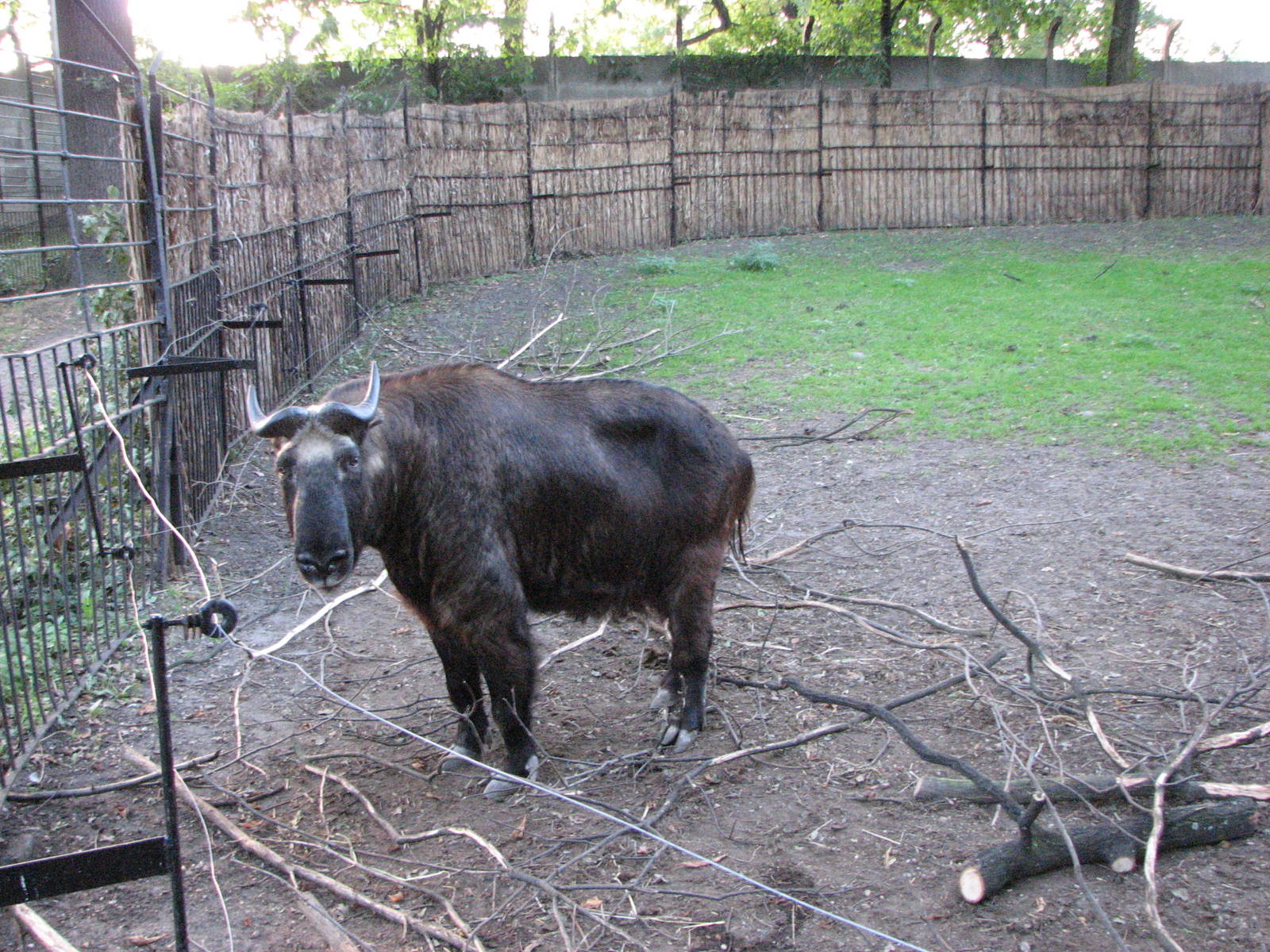 Wroclaw Zoo 2008 - Mishmi Takin