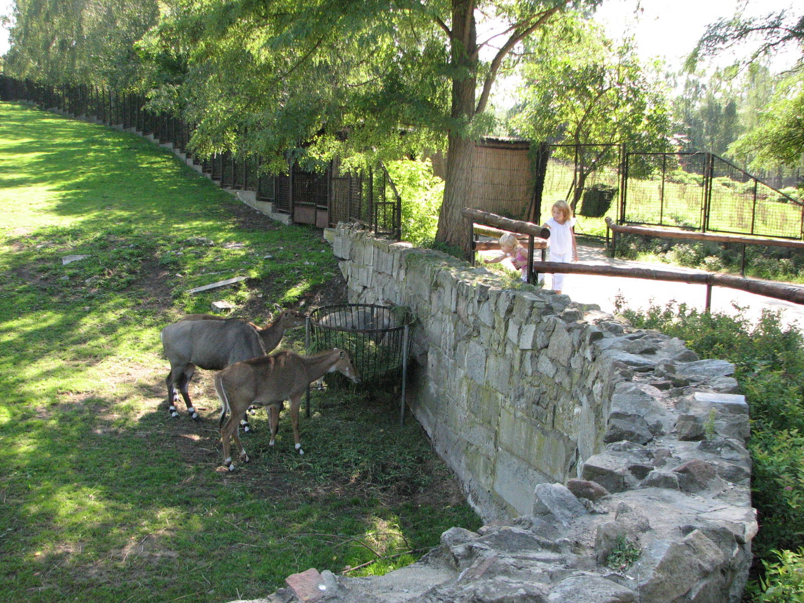 Wroclaw Zoo 2008 - Nilgai