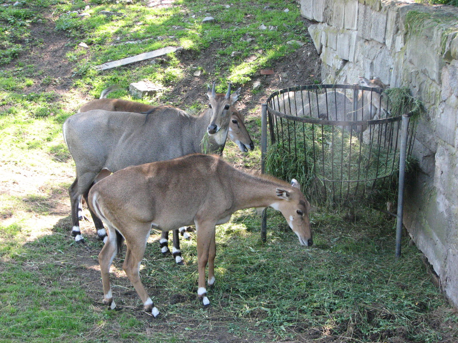 Wroclaw Zoo 2008 - Nilgai