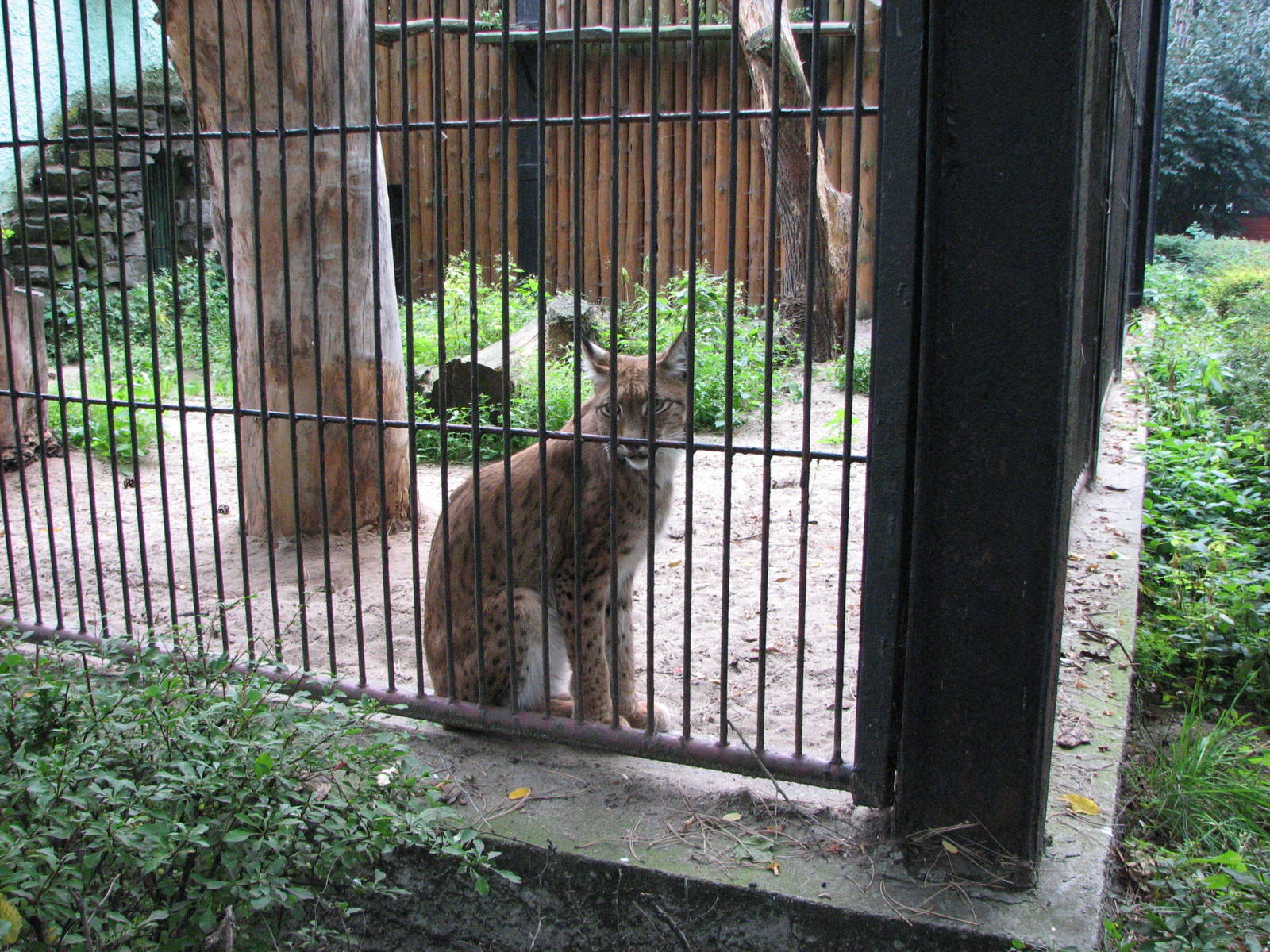 Wroclaw Zoo 2008 - Northern Lynx
