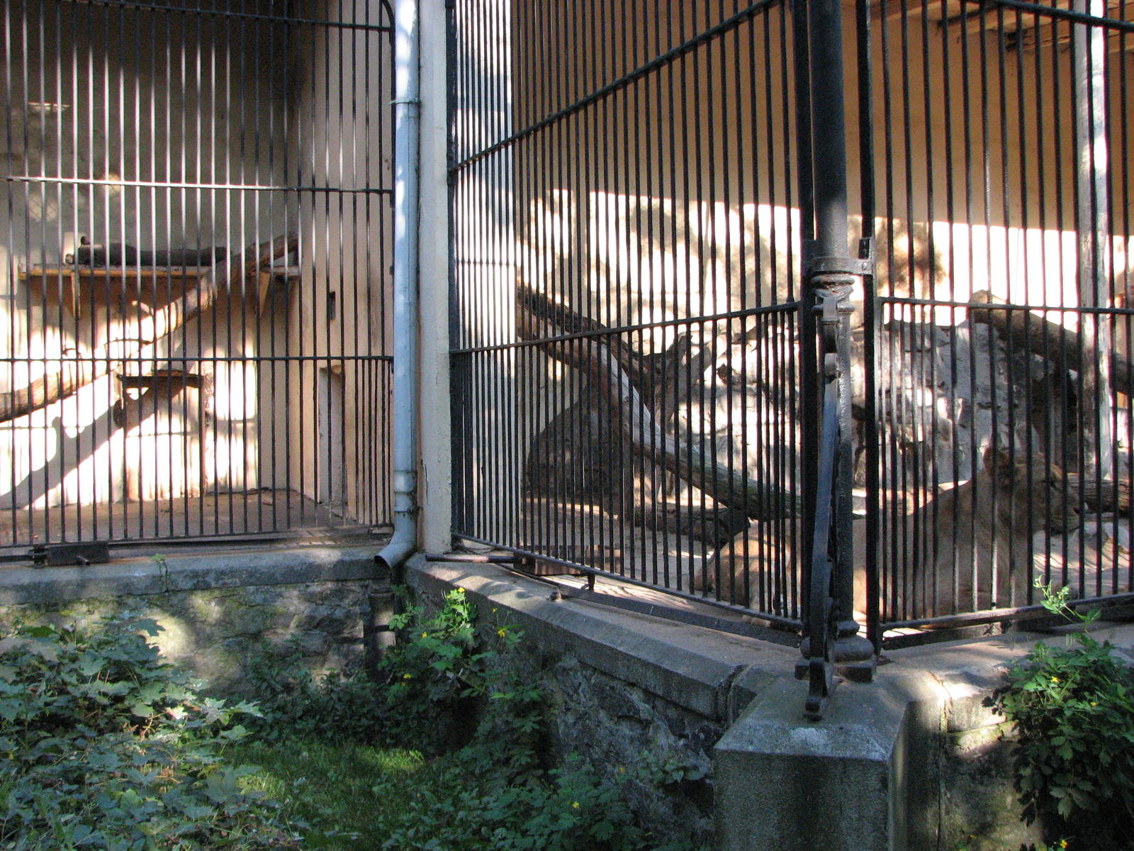 Wroclaw Zoo 2008 - Old Lion House cages