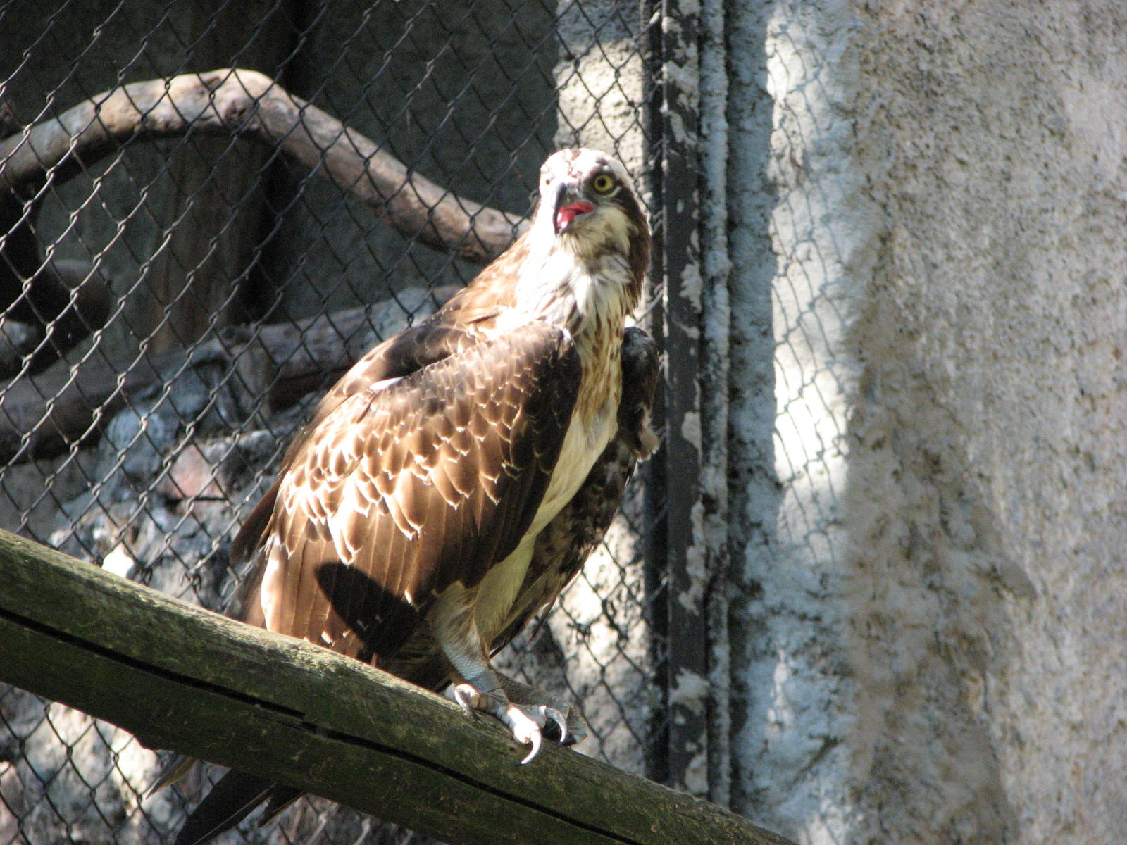 Wroclaw Zoo 2008 - Osprey