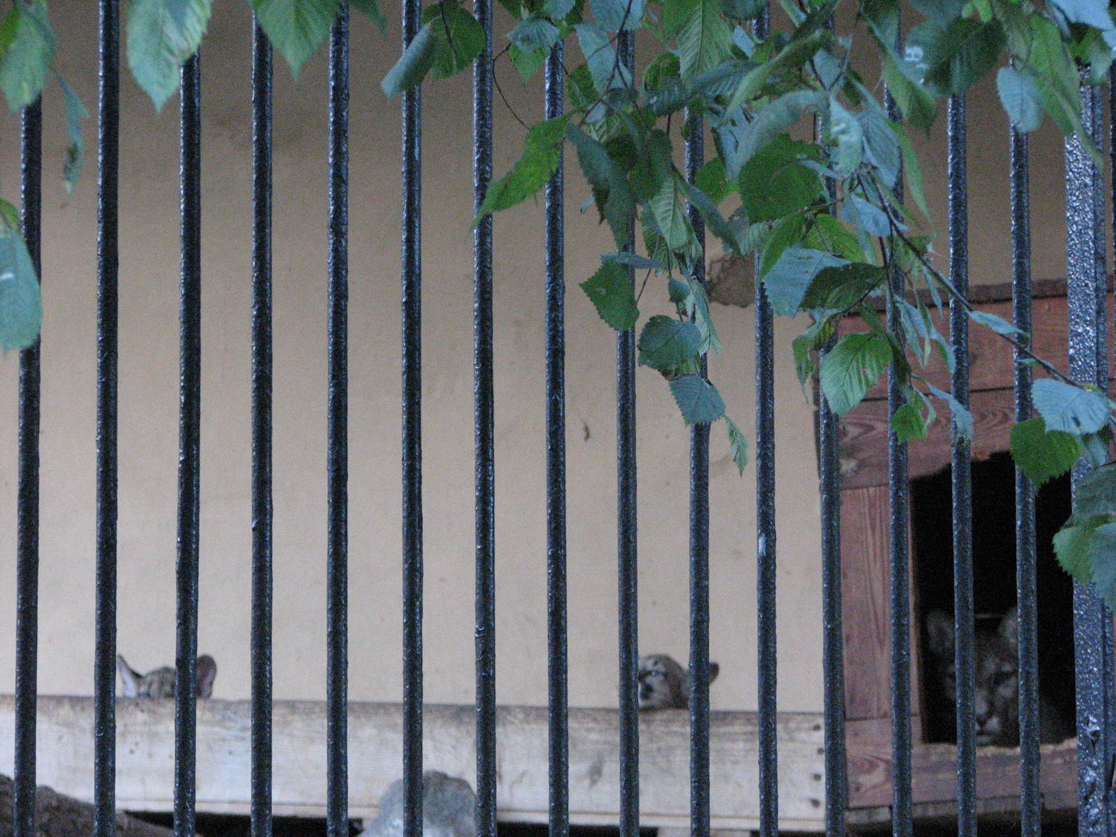 Wroclaw Zoo 2008 - Puma and her two cubs