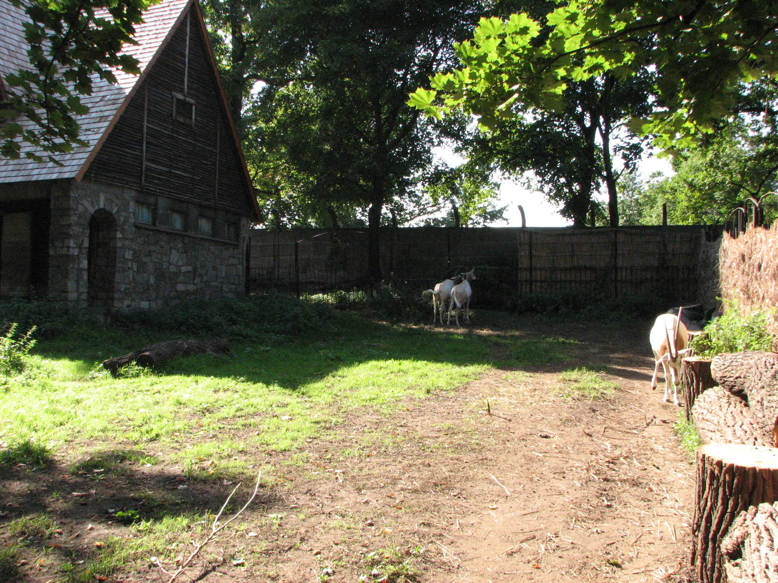 Wroclaw Zoo 2008 - Scimitar-Horned Oryx exhibit