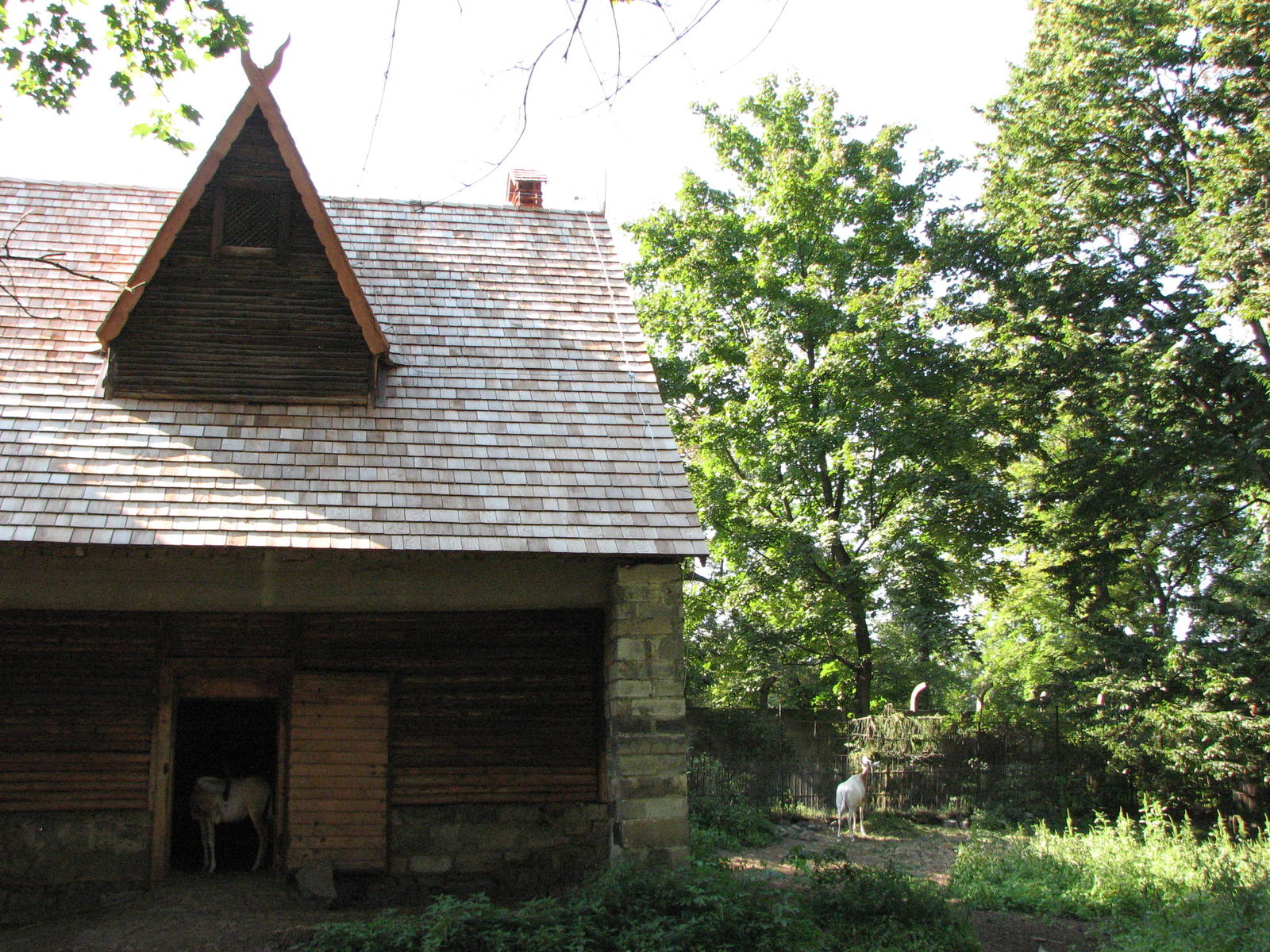Wroclaw Zoo 2008 - Scimitar-Horned Oryx exhibit