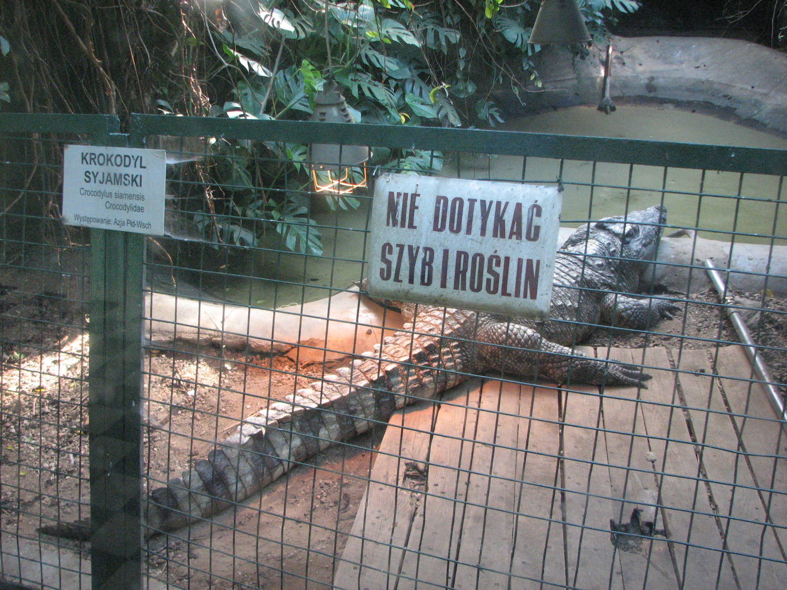 Wroclaw Zoo 2008 - Siamese Crocodile in the Crocodile House