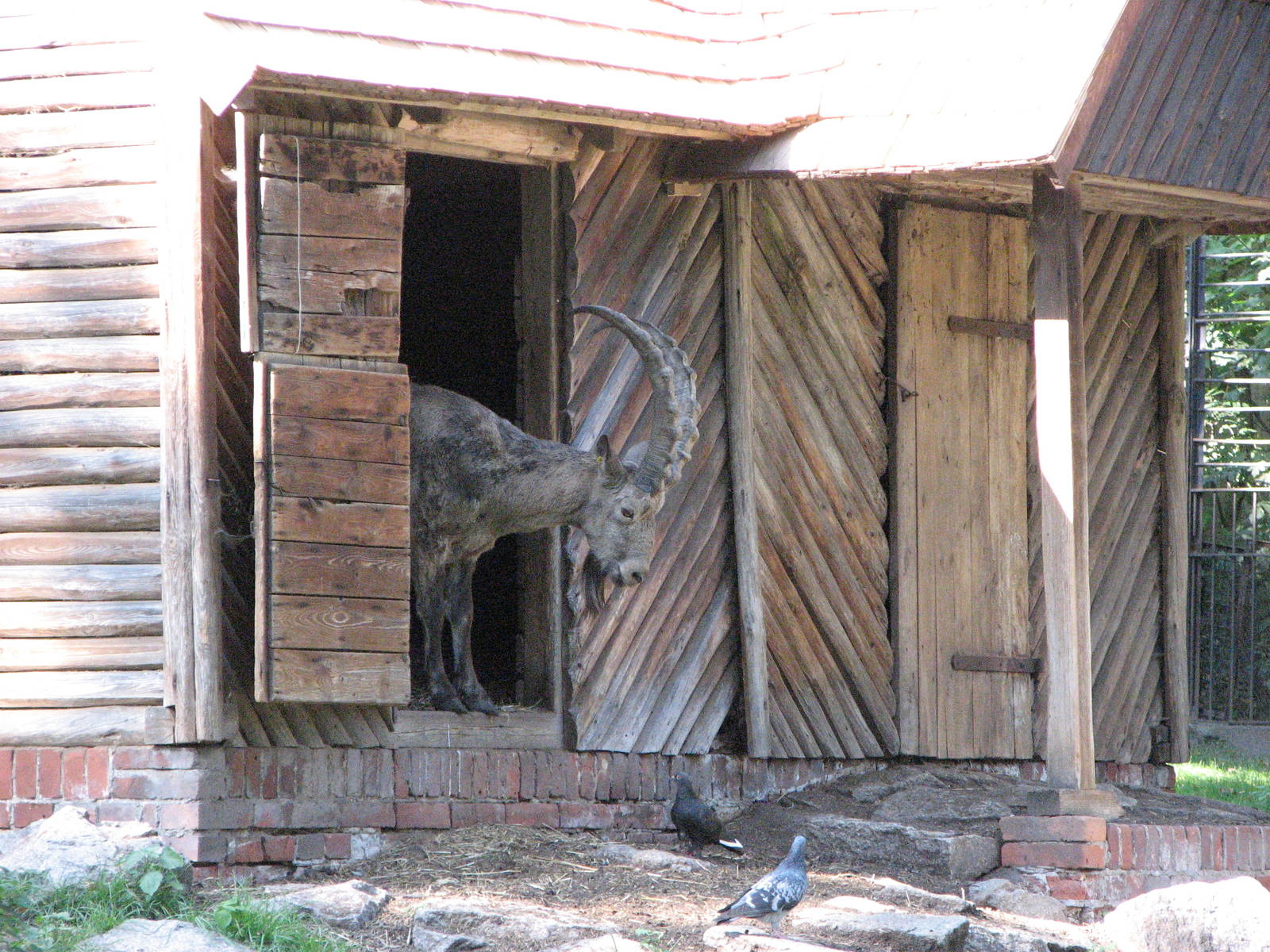 Wroclaw Zoo 2008 - Siberian Ibex