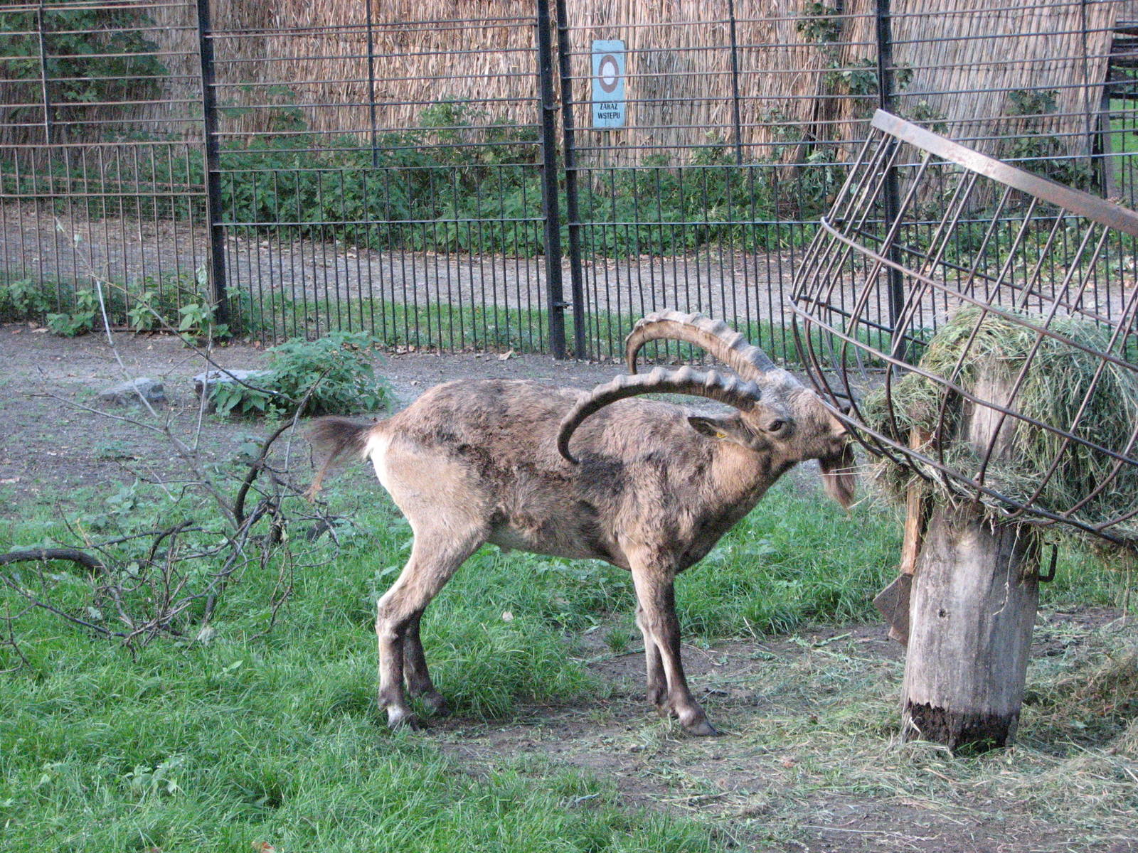Wroclaw Zoo 2008 - Siberian Ibex