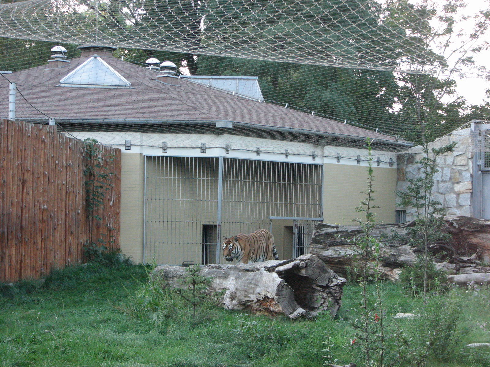 Wroclaw Zoo 2008 - Siberian Tiger exhibit