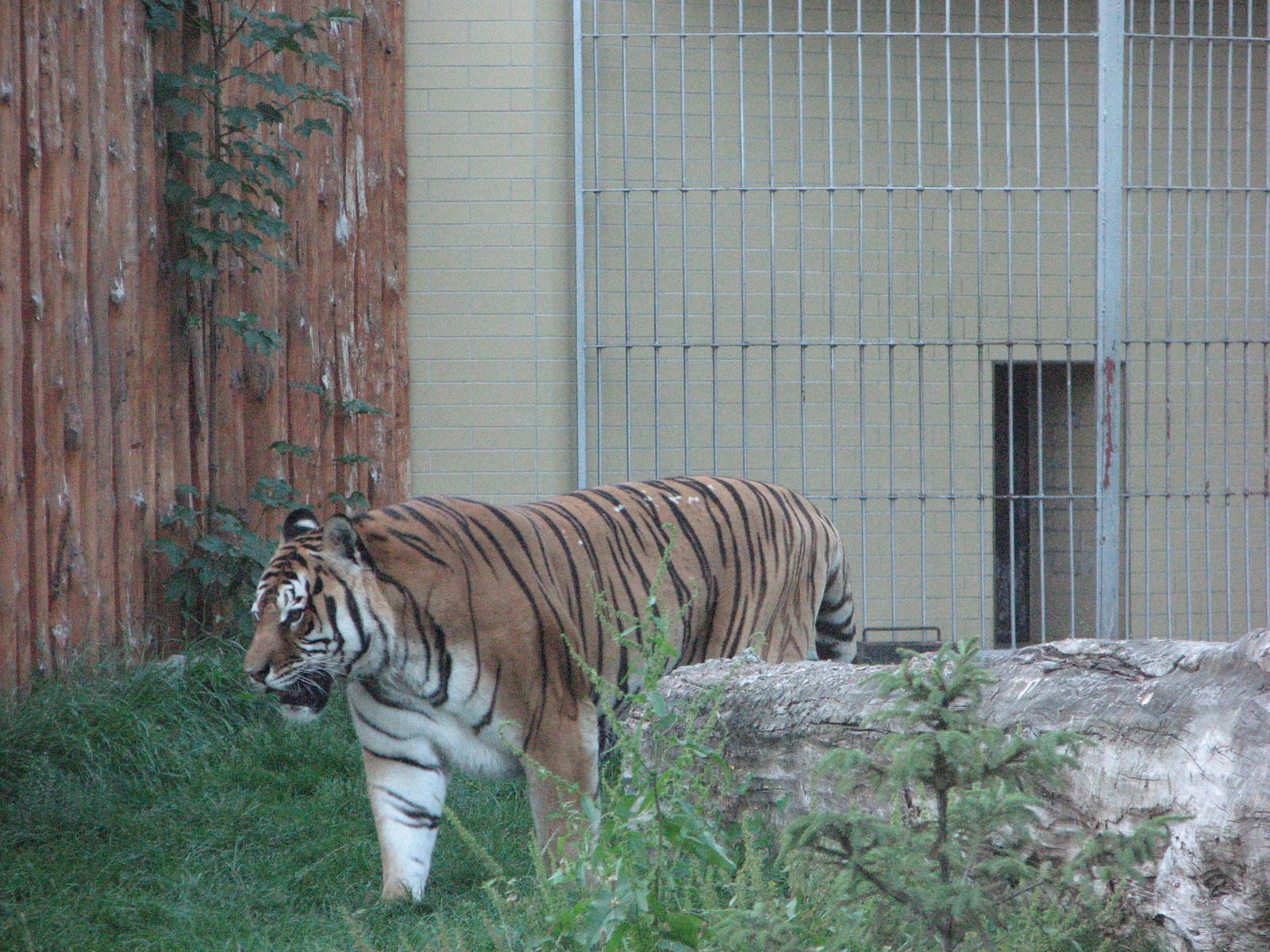 Wroclaw Zoo 2008 - Siberian Tiger