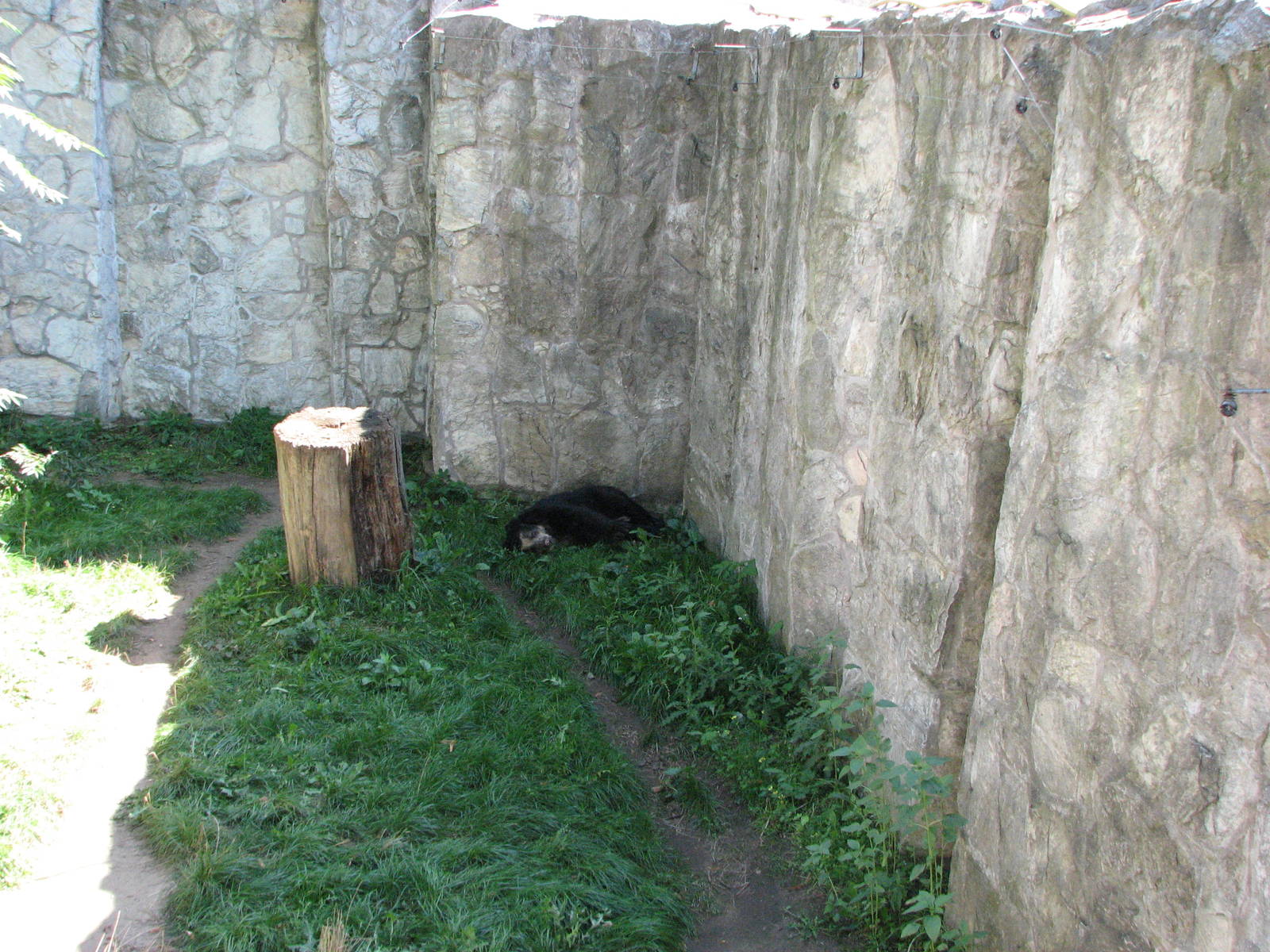 Wroclaw Zoo 2008 - Spectacled Bear sleeping