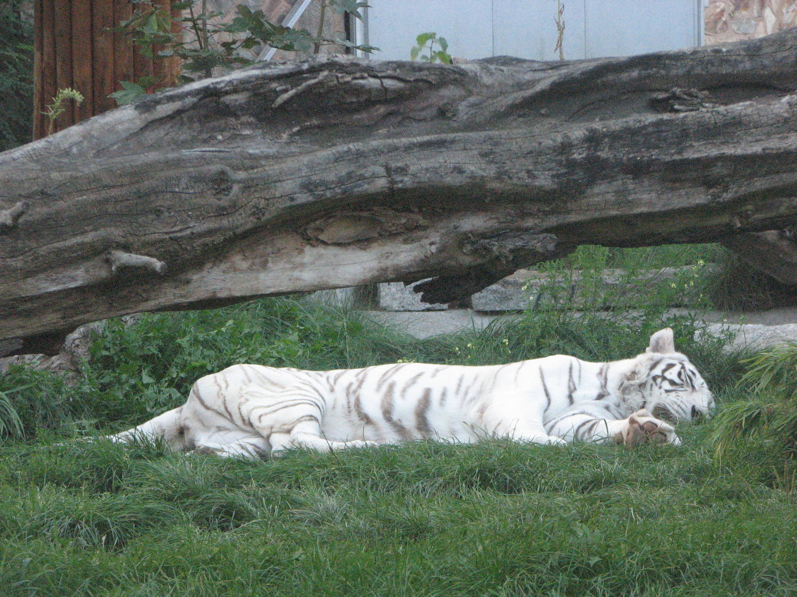 Wroclaw Zoo 2008 - White tiger sleeping